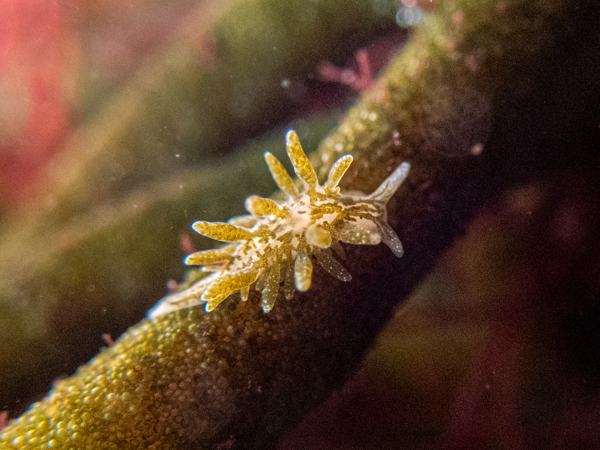 image: Placida dendritica. Rathlin Island, 2024. Photographer(s): Libby Keatley.