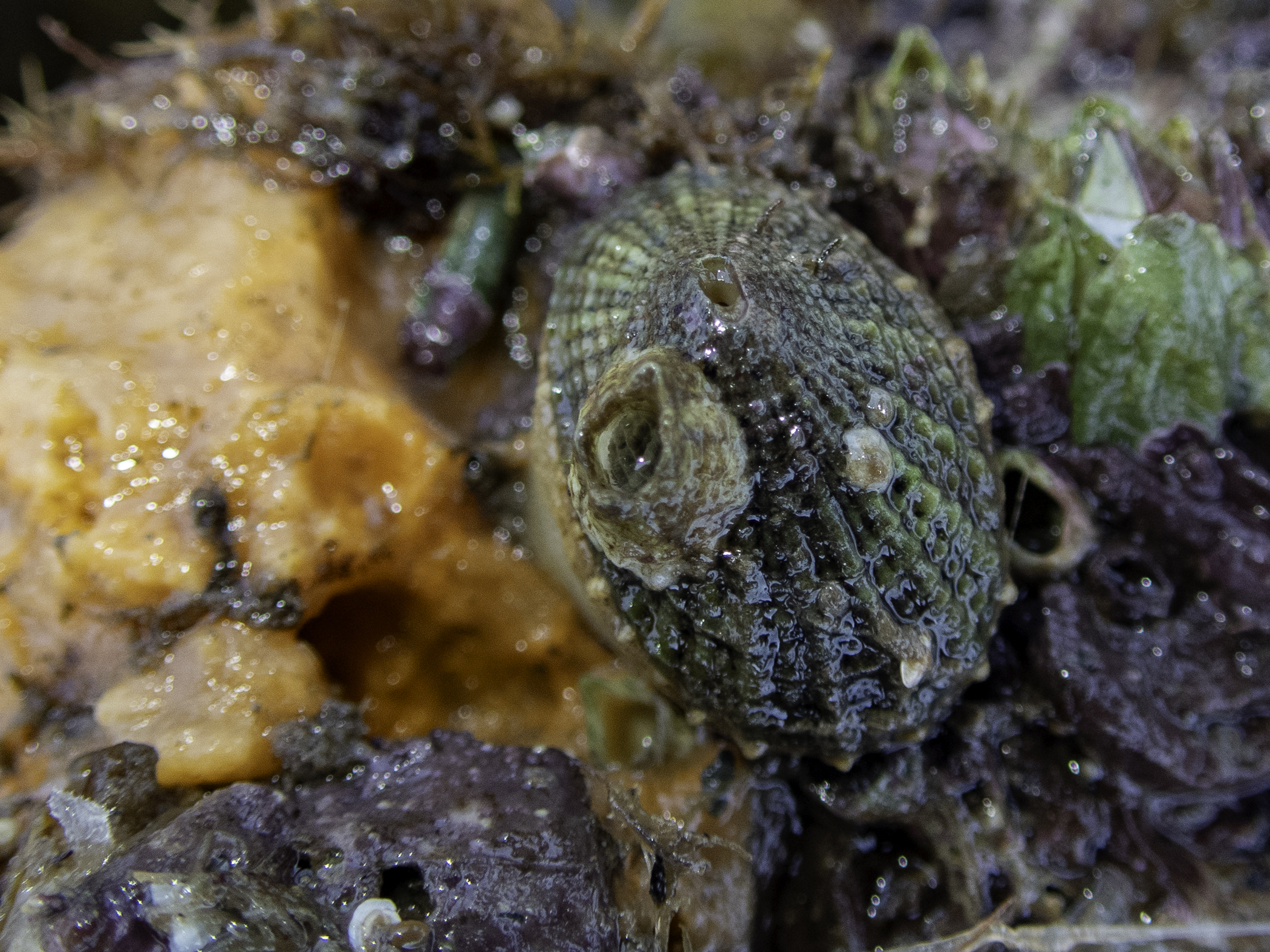 image: Diodora graeca. Strangford Lough, 2020.