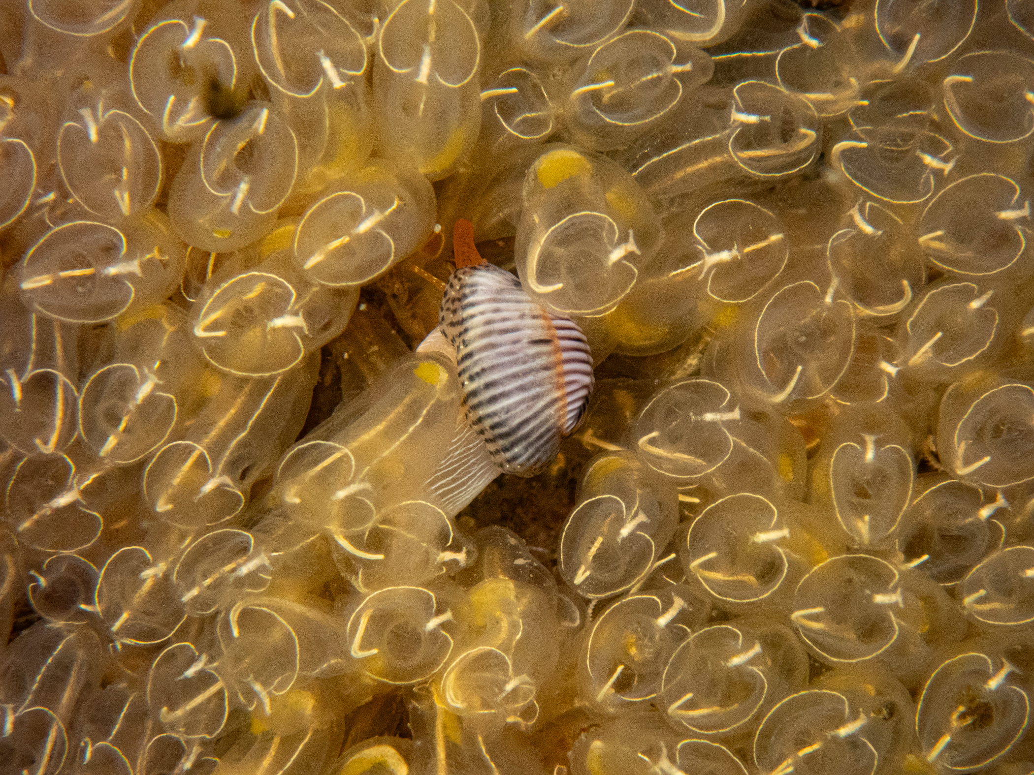 Trivia monacha image: p6020144