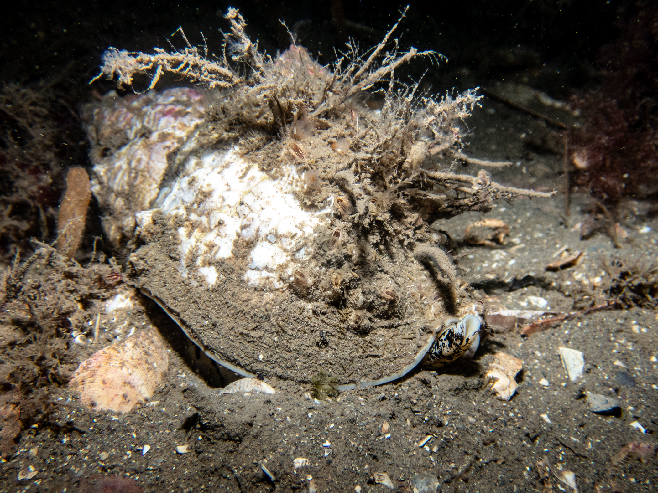 image: Buccinum undatum. Strangford Lough, 2024. Photographer(s): Libby Keatley.