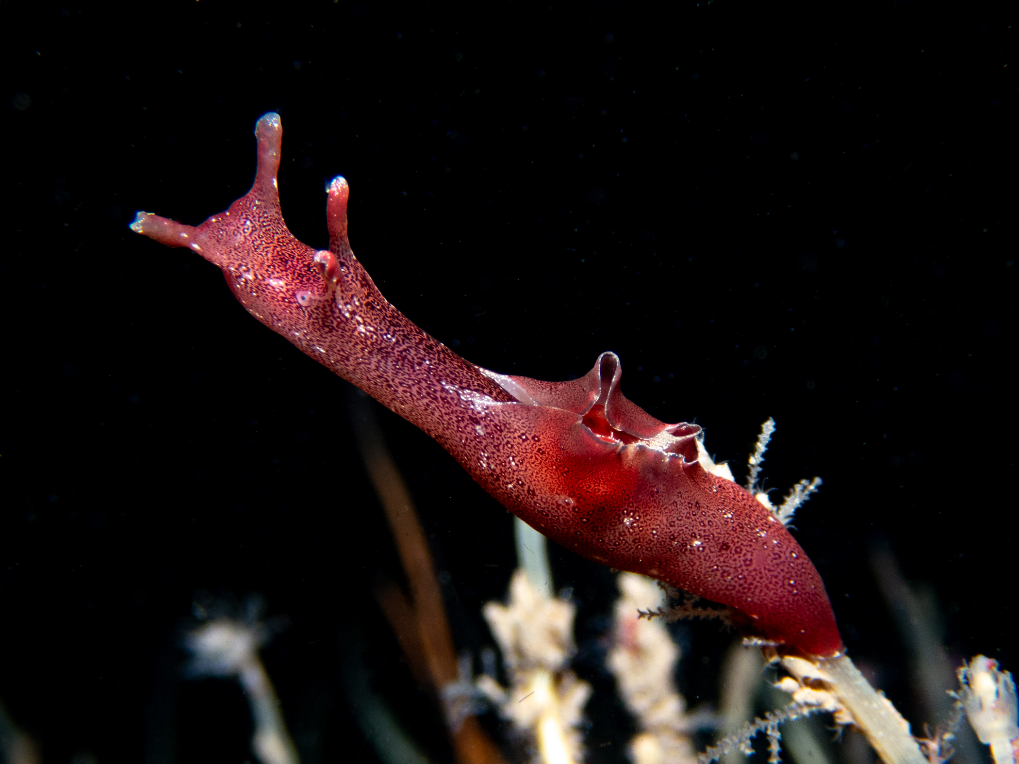 image: Aplysia punctata. The Maidens, 2024. Photographer(s): Libby Keatley.