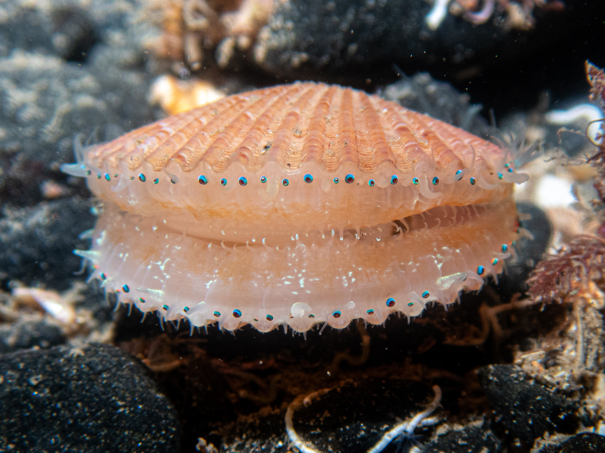 image: Aequipecten opercularis. Live individual showing bright blue eyes, Rathlin Island, 2024. Photographer(s): Libby Keatley.