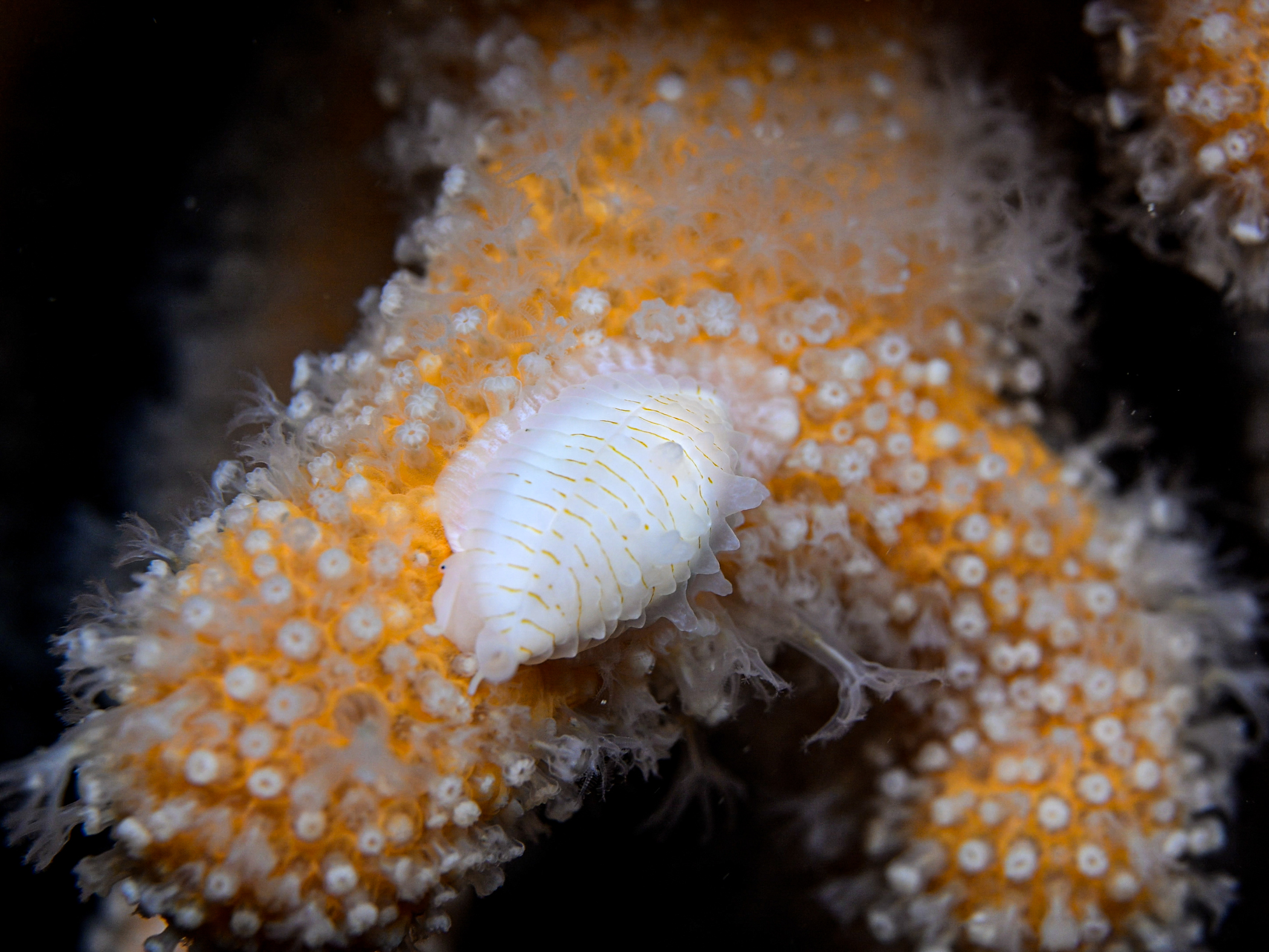 Xandarovula patula image: simnia_pat