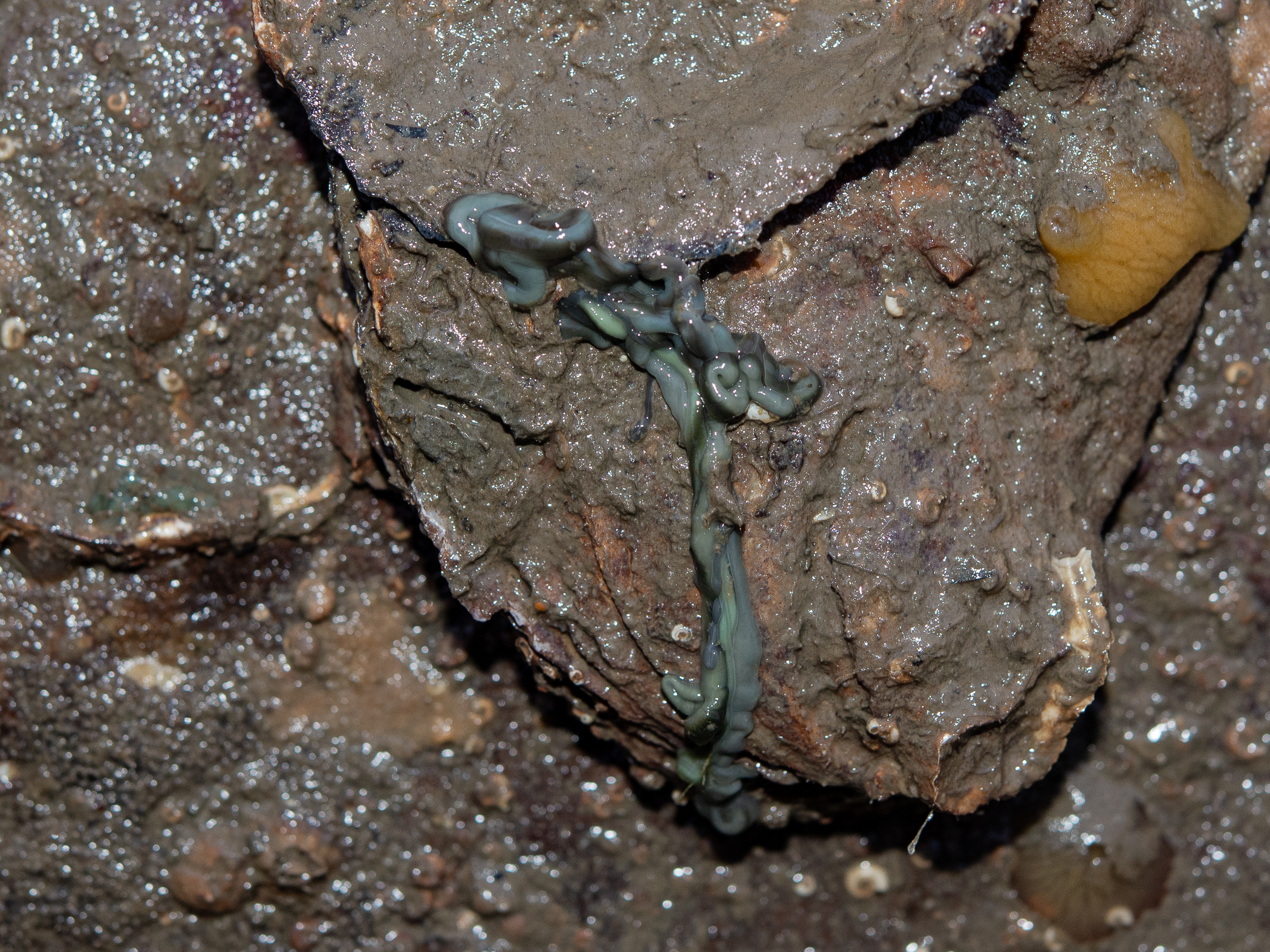 image: Emplectonema gracile. Strangford Lough, 2020.