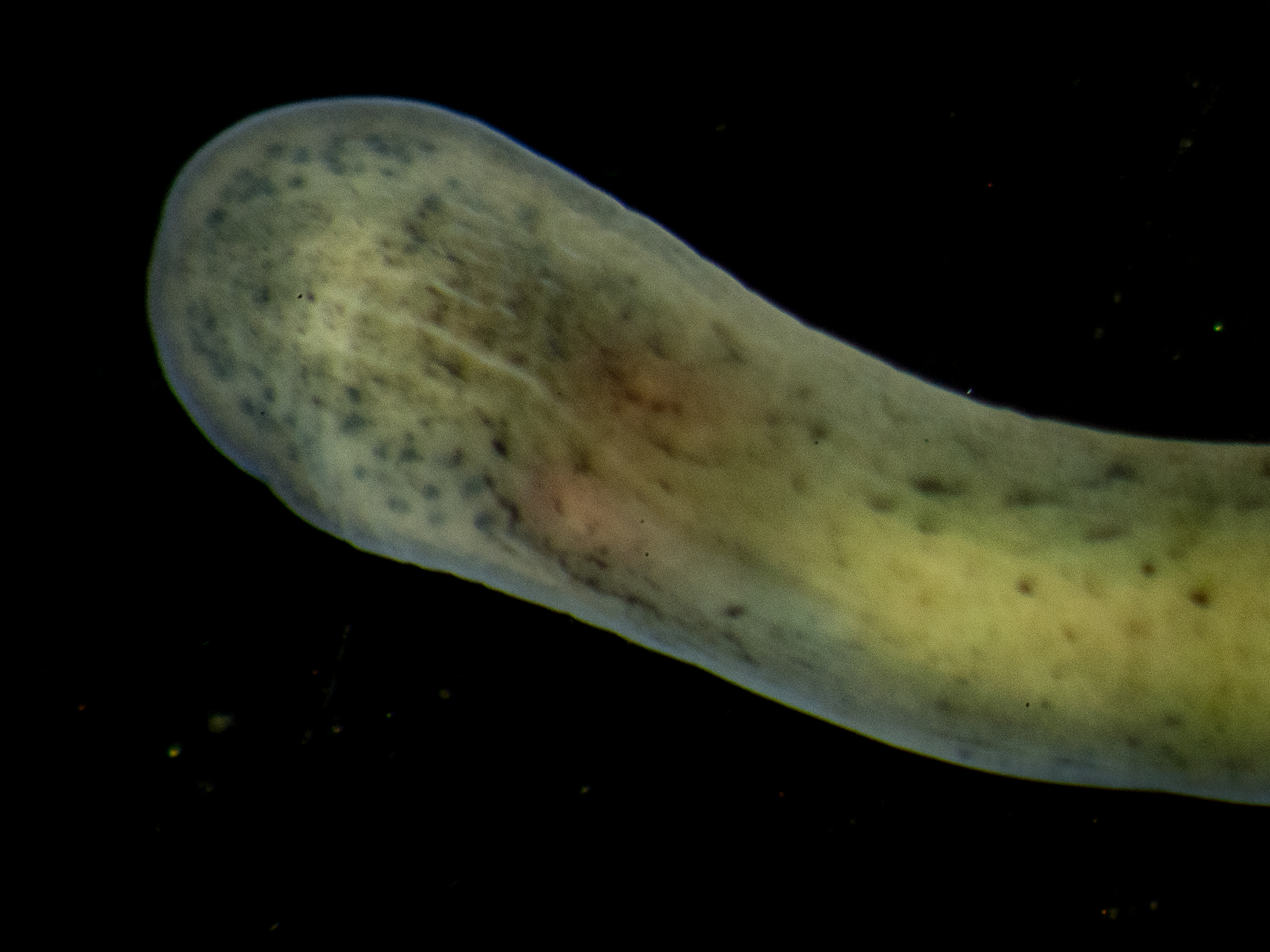 image: Emplectonema gracile. Close-up of head, Strangford Lough, 2020.