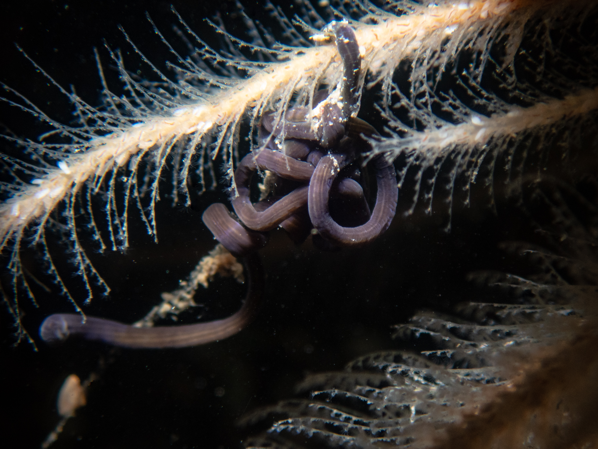 image: Lineus longissimus. Strangford Lough, 2024. Photographer(s): Libby Keatley.