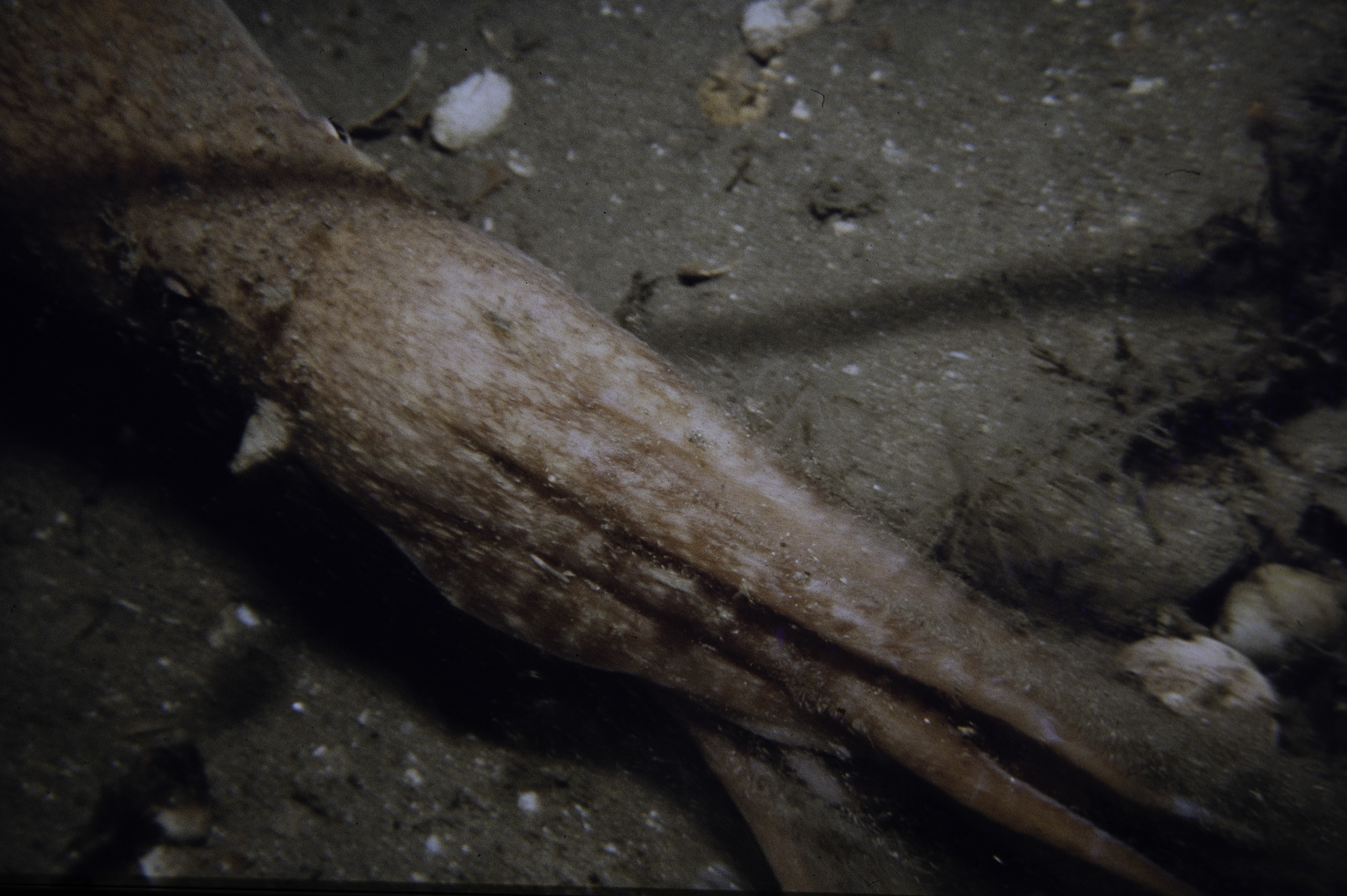 Eledone cirrhosa. Site: SE Kearney Point. 