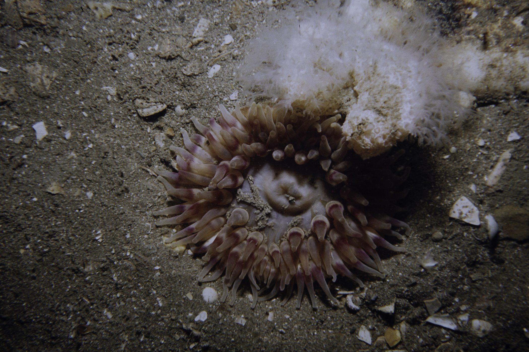 Alcyonium digitatum, Urticina eques. Site: SE Kearney Point. 