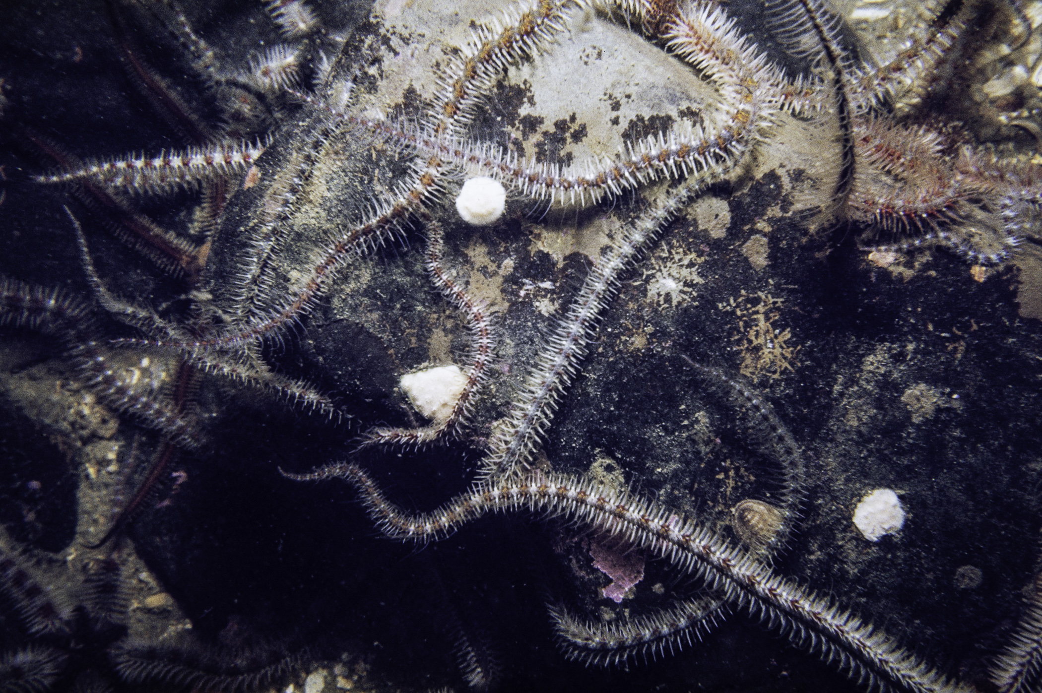 Ophiothrix fragilis. Site: SE Kearney Point. 