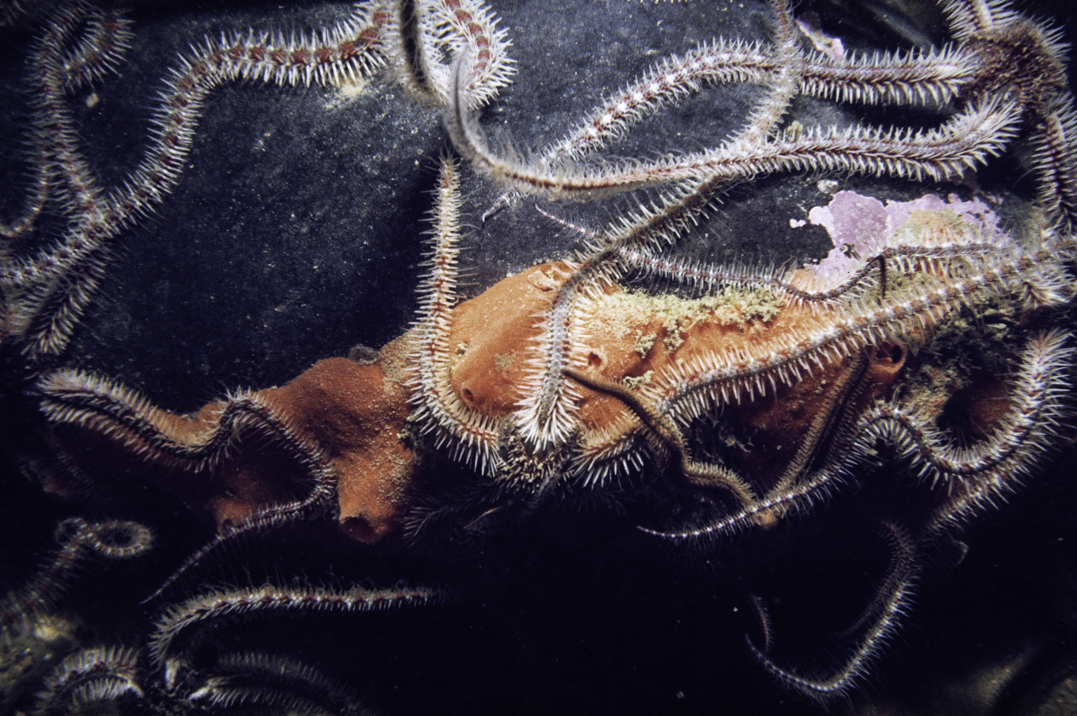 Ophiothrix fragilis. Site: SE Kearney Point. 