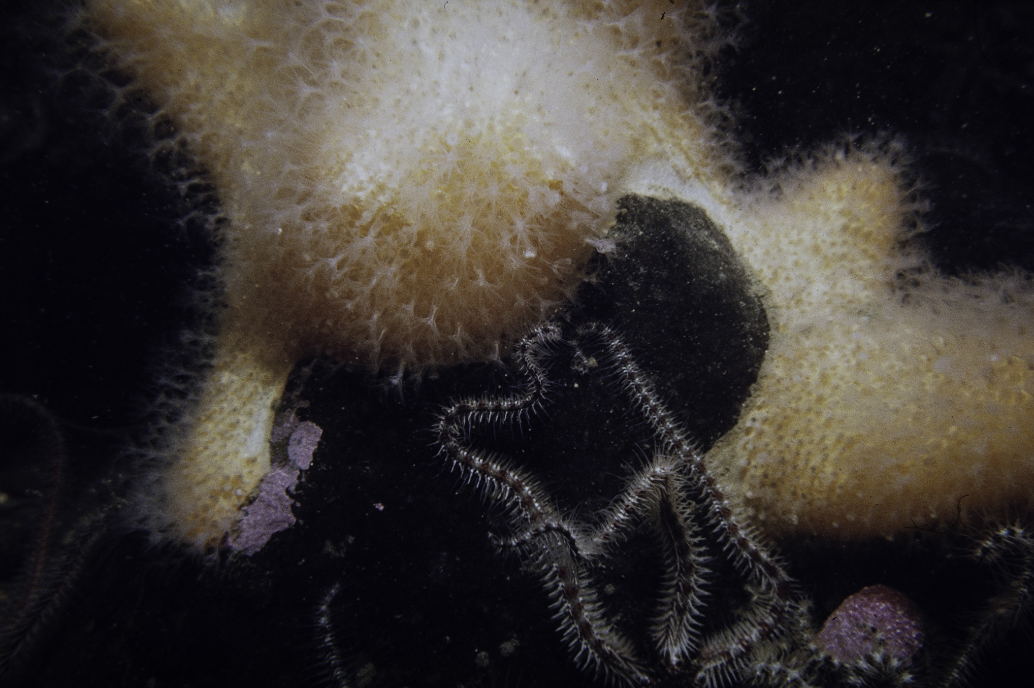 Alcyonium digitatum, Ophiothrix fragilis. Site: SE Kearney Point. 