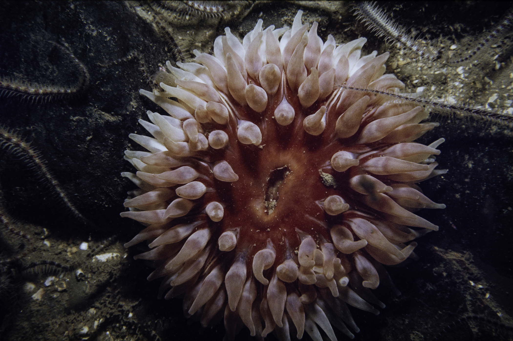 Urticina eques, Ophiothrix fragilis. Site: SE Kearney Point. 