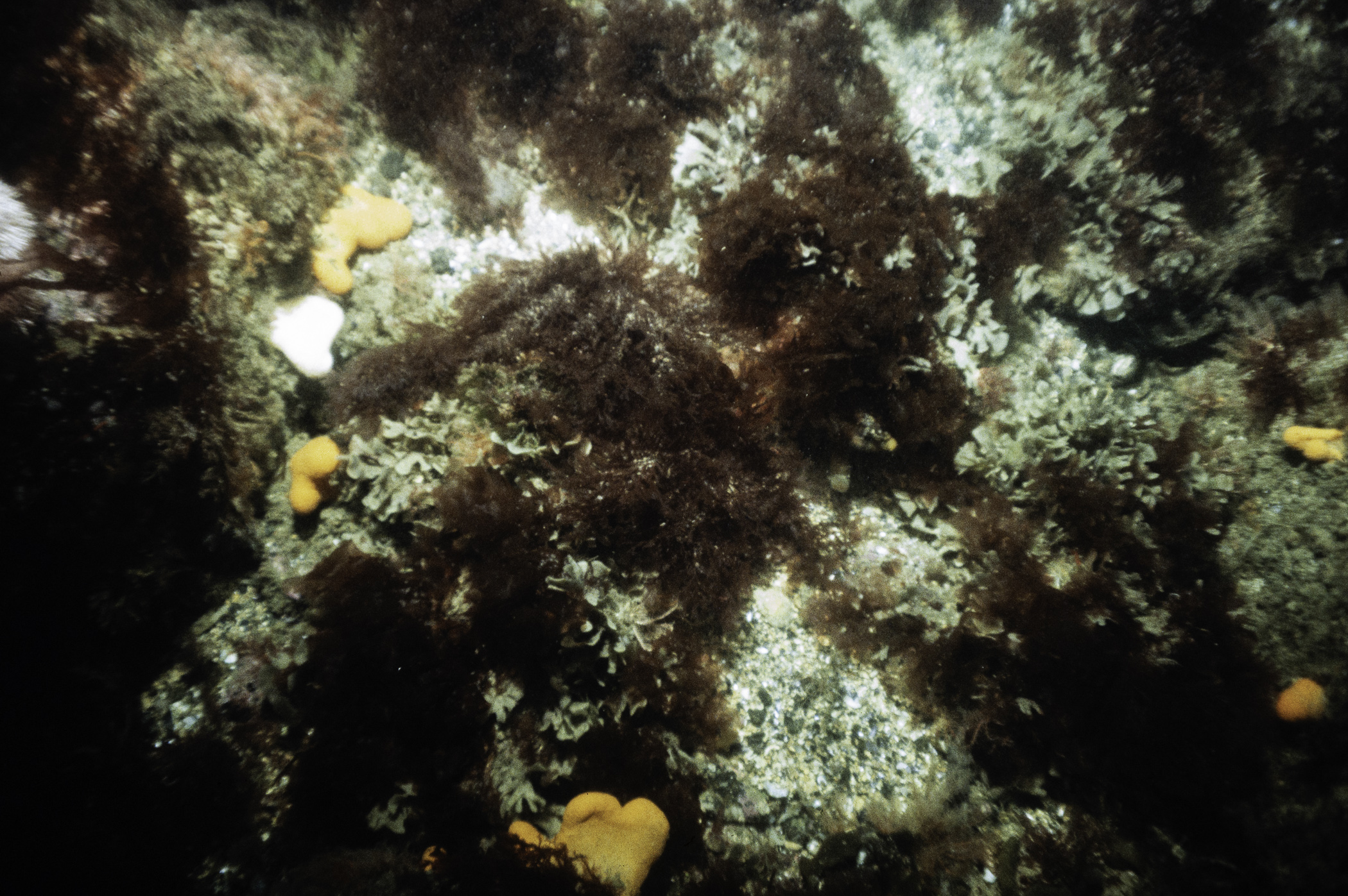 Alcyonium digitatum