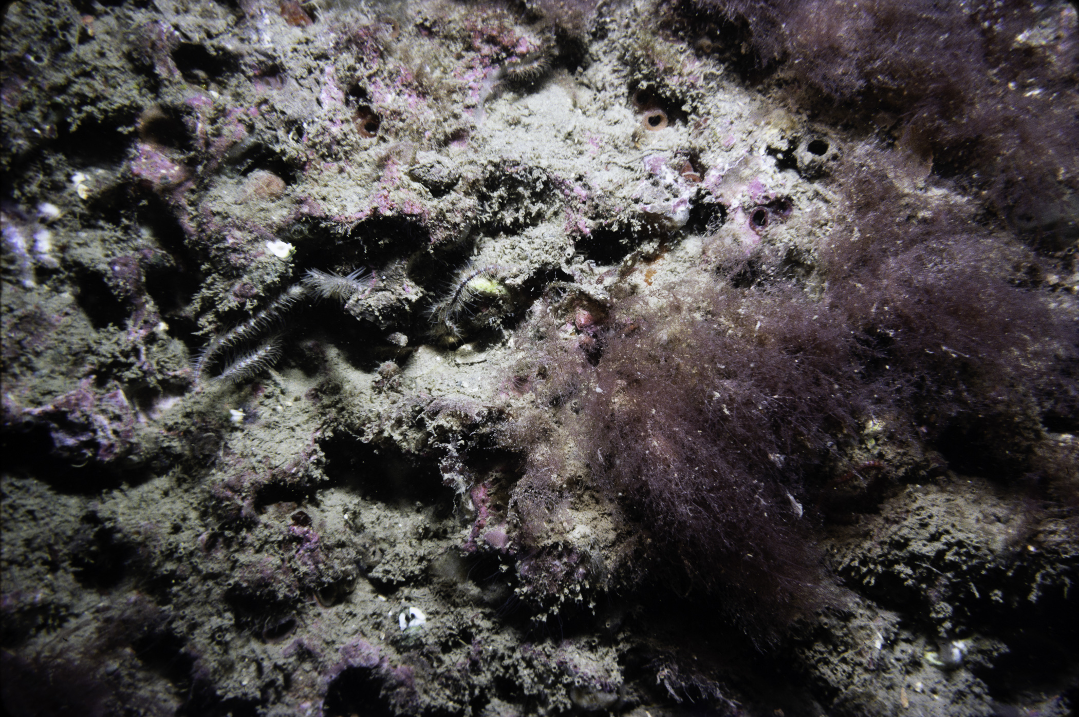 Ophiothrix fragilis, Polycarpa</i> sp.<i>. Site: Legnaboe, Ardglass. 