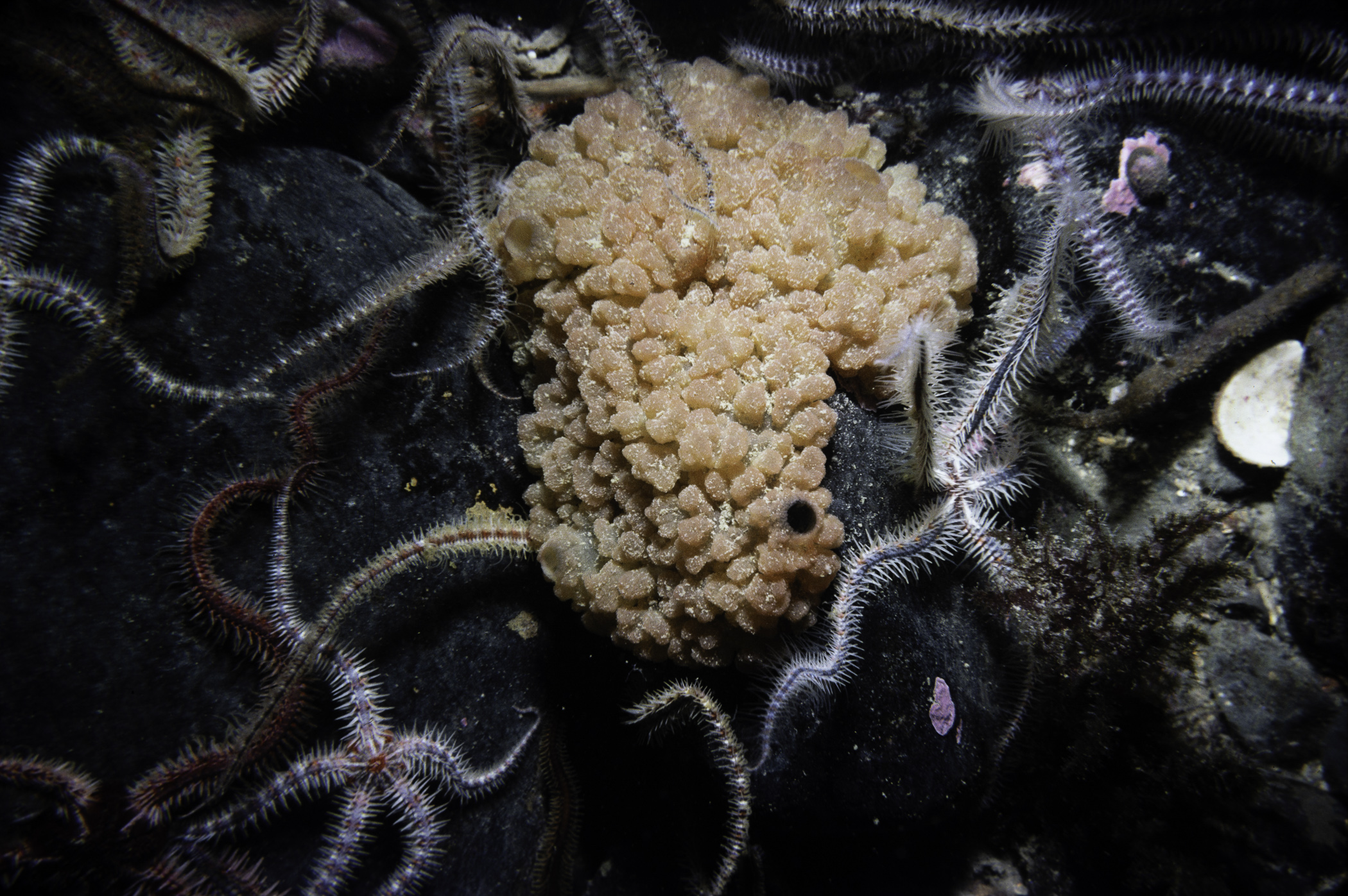 Ophiothrix fragilis, Oscarella</i> sp.<i>. Site: Legnaboe, Ardglass. 