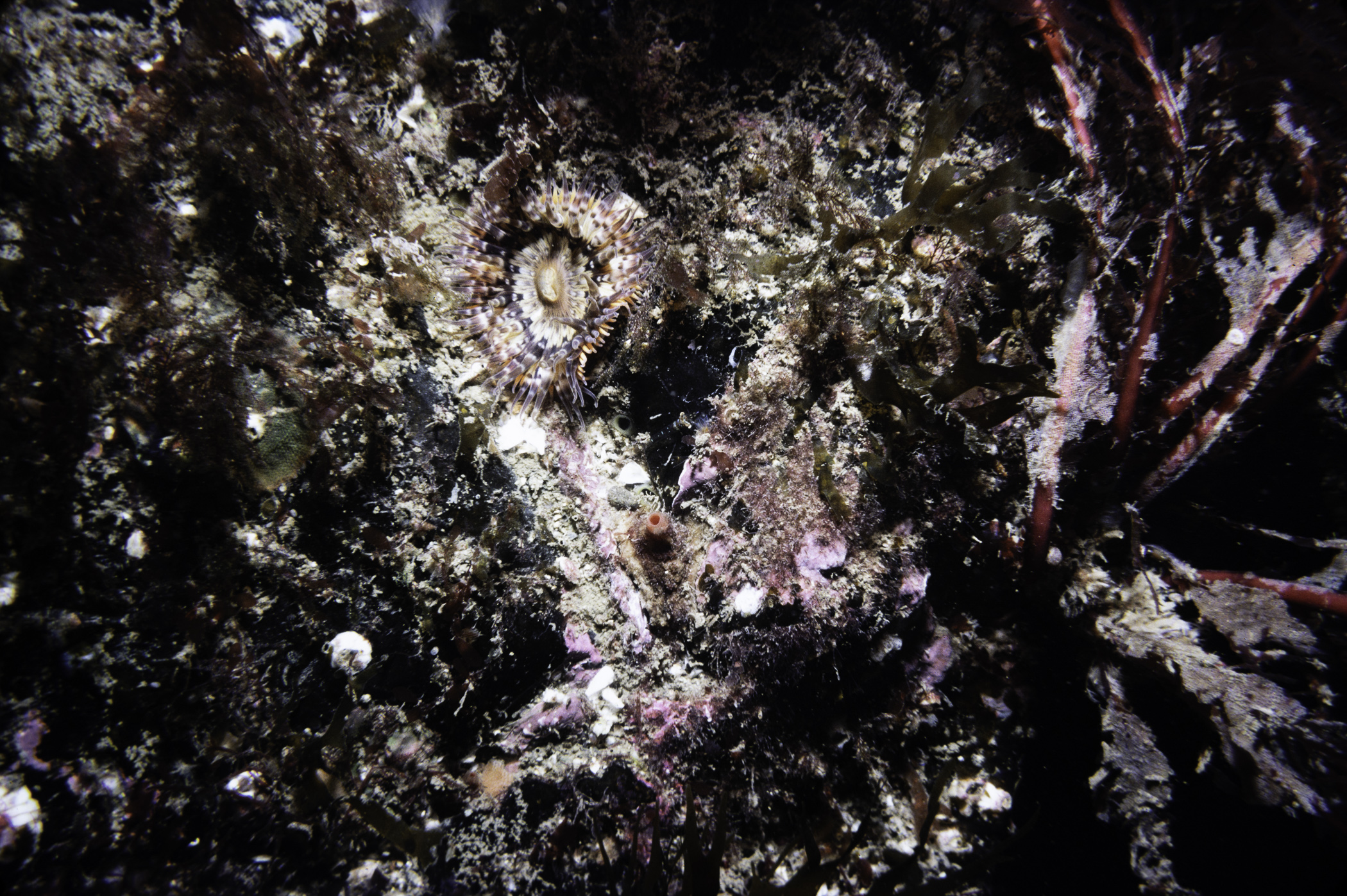 Cylista elegans. Site: Legnaboe Ardglass. 