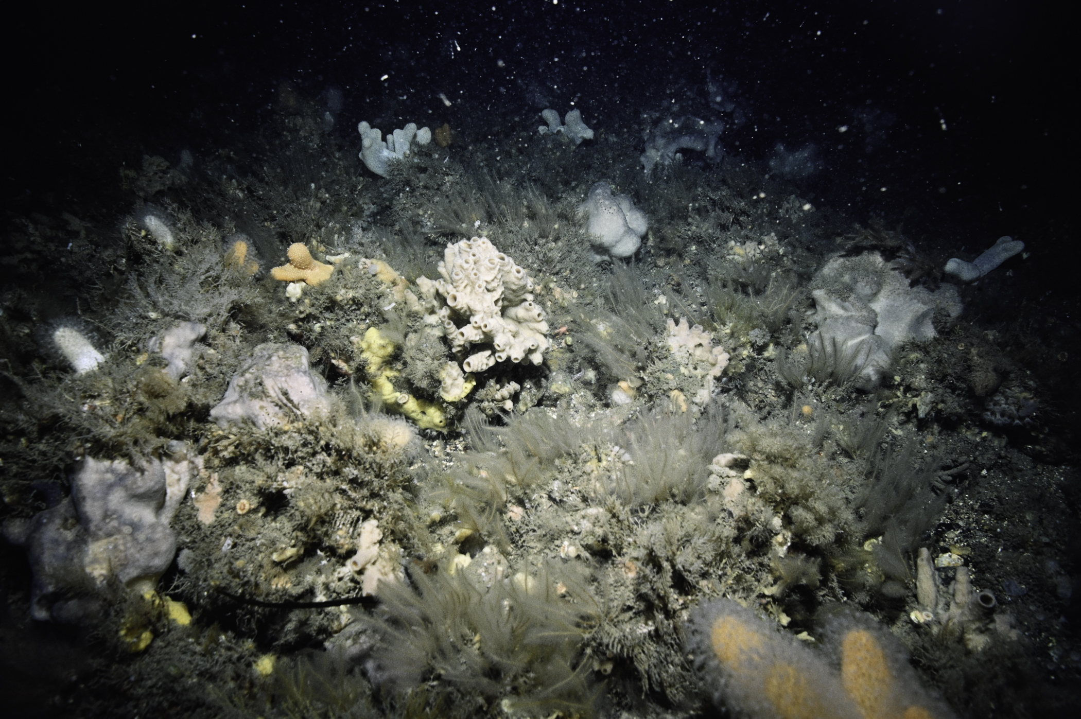 Pachymatisma johnstonia, Haliclona viscosa, Nemertesia antennina. Site: Castle Head, Rathlin Island. 