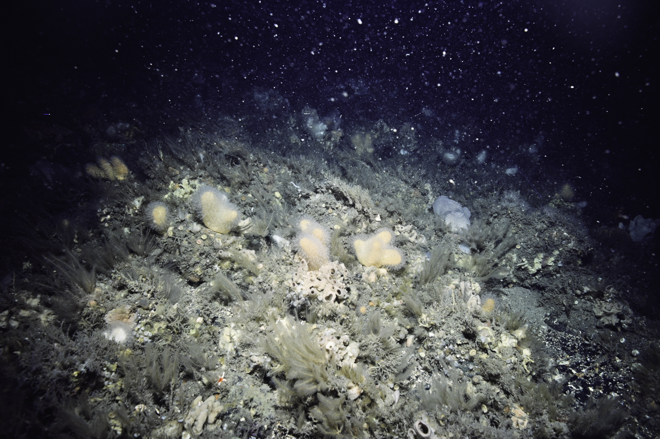 Pachymatisma johnstonia, Haliclona viscosa, Alcyonium digitatum, Nemertesia antennina. Site: Castle Head, Rathlin Island. 