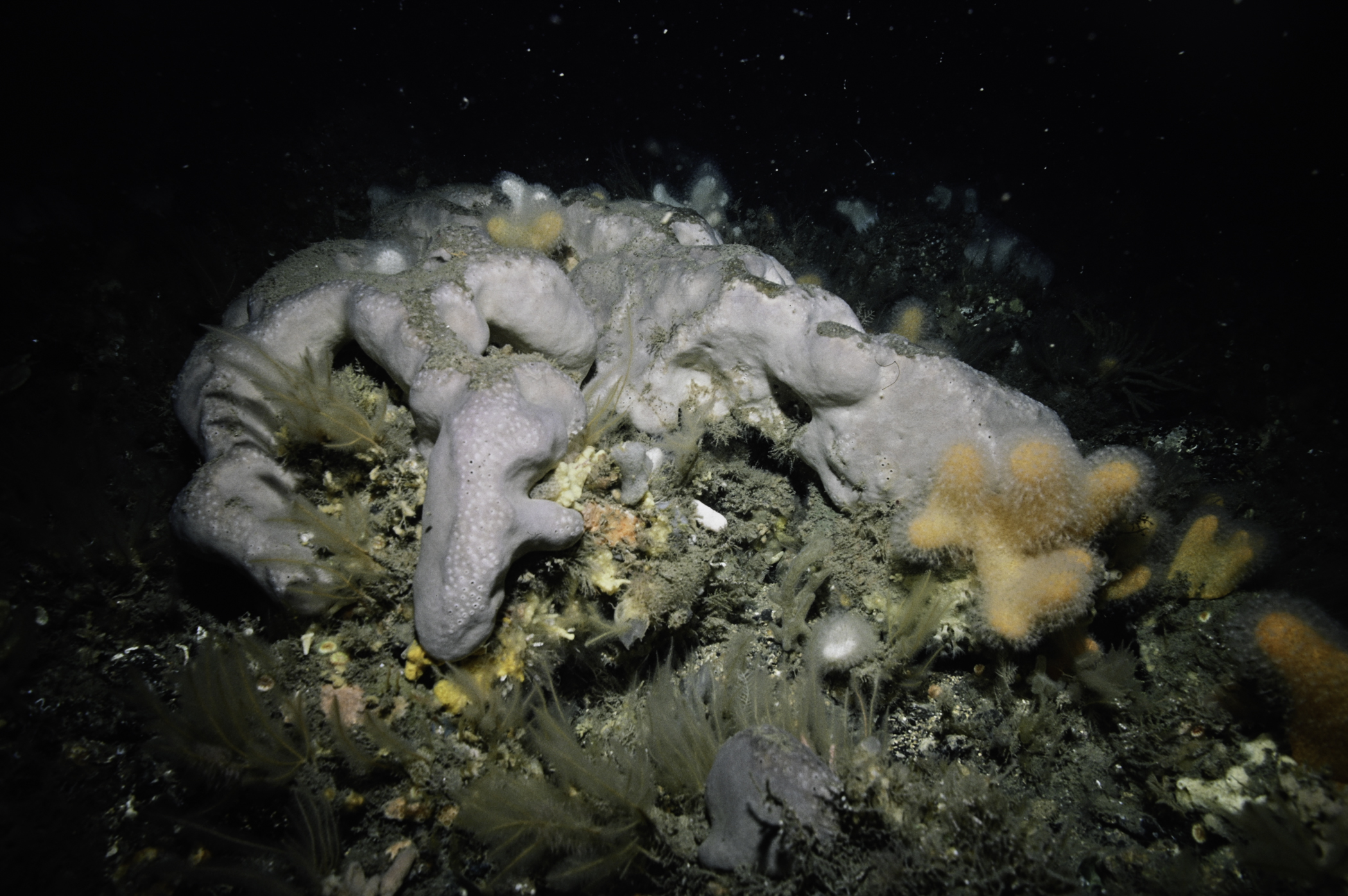 Pachymatisma johnstonia, Alcyonium digitatum, Nemertesia antennina, Nemertesia ramosa. Site: Castle Head, Rathlin Island. 