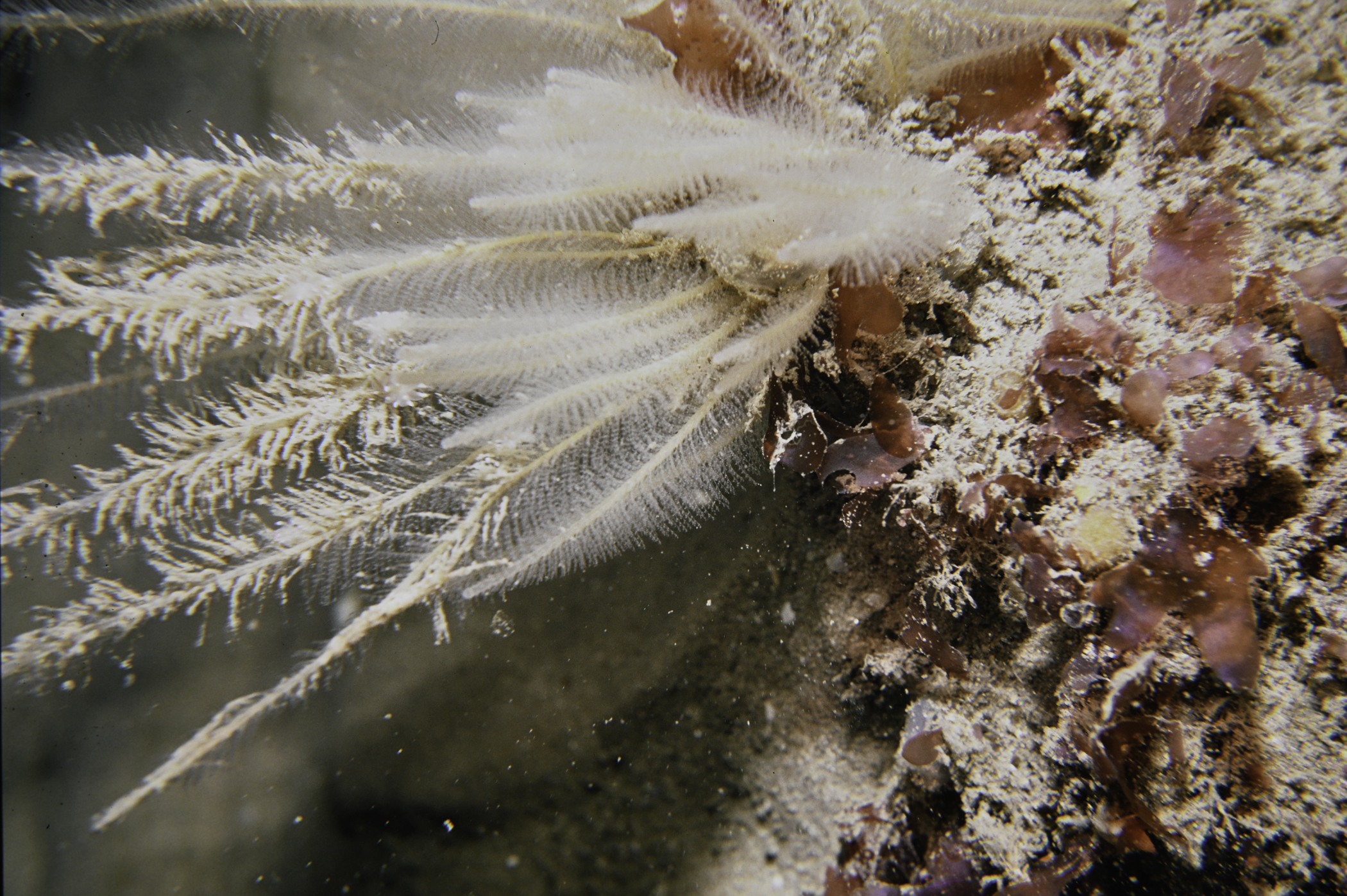 Nemertesia antennina. Site: Church Bay, Rathlin Island. 
