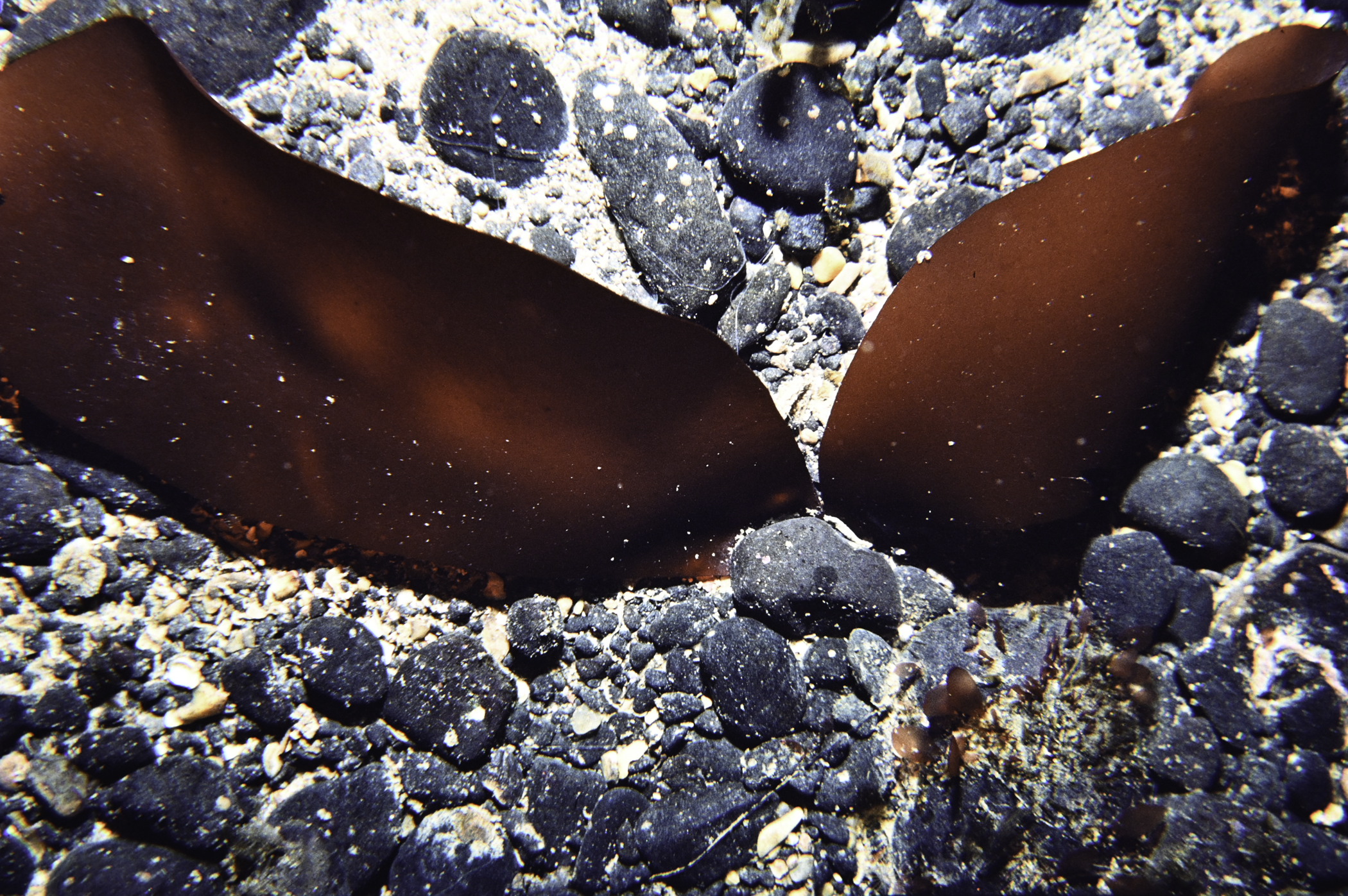 Dilsea carnosa. Site: SE Altacarry Head, Rathlin Island. 