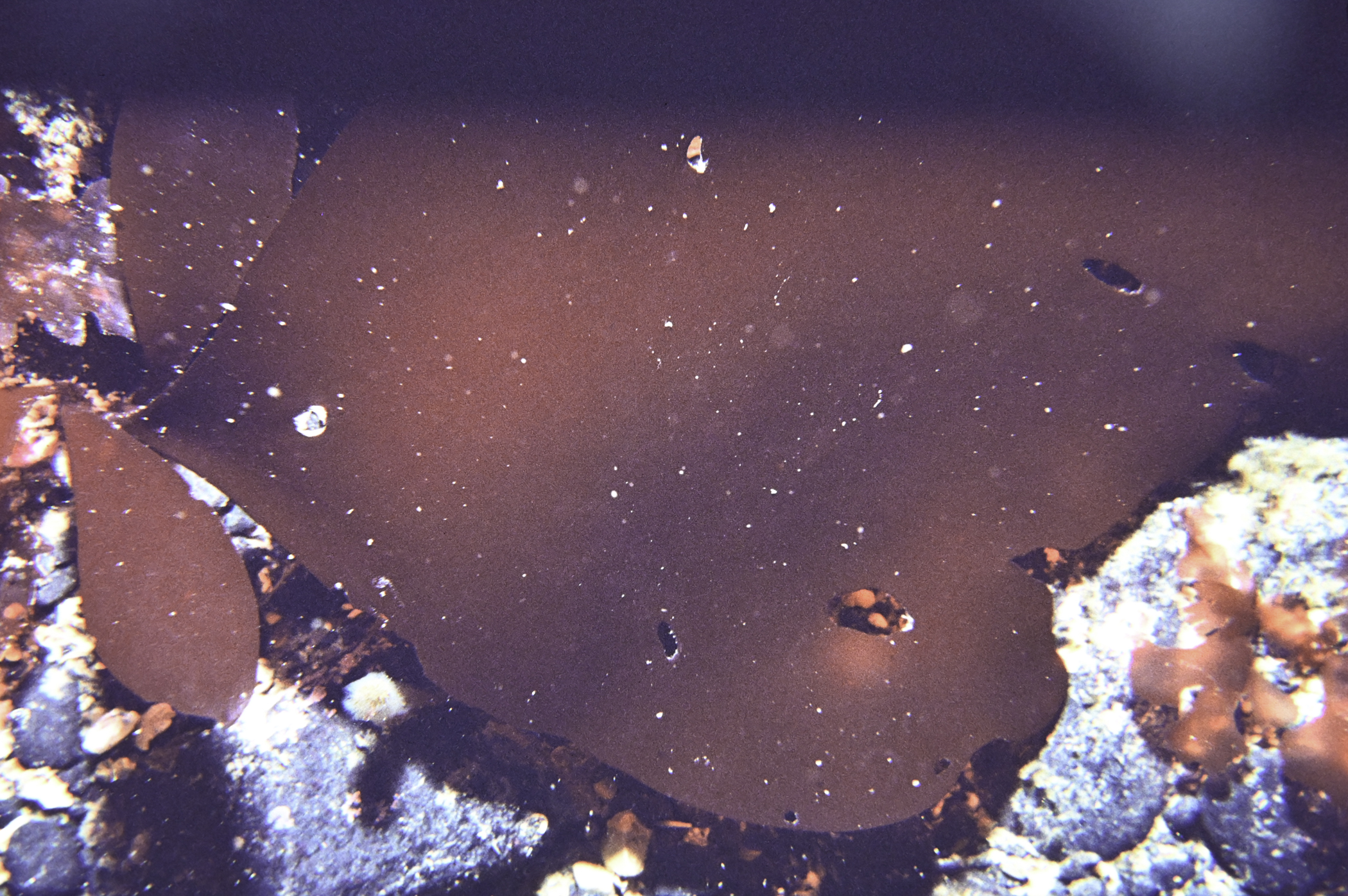 Dilsea carnosa. Site: SE Altacarry Head, Rathlin Island. 