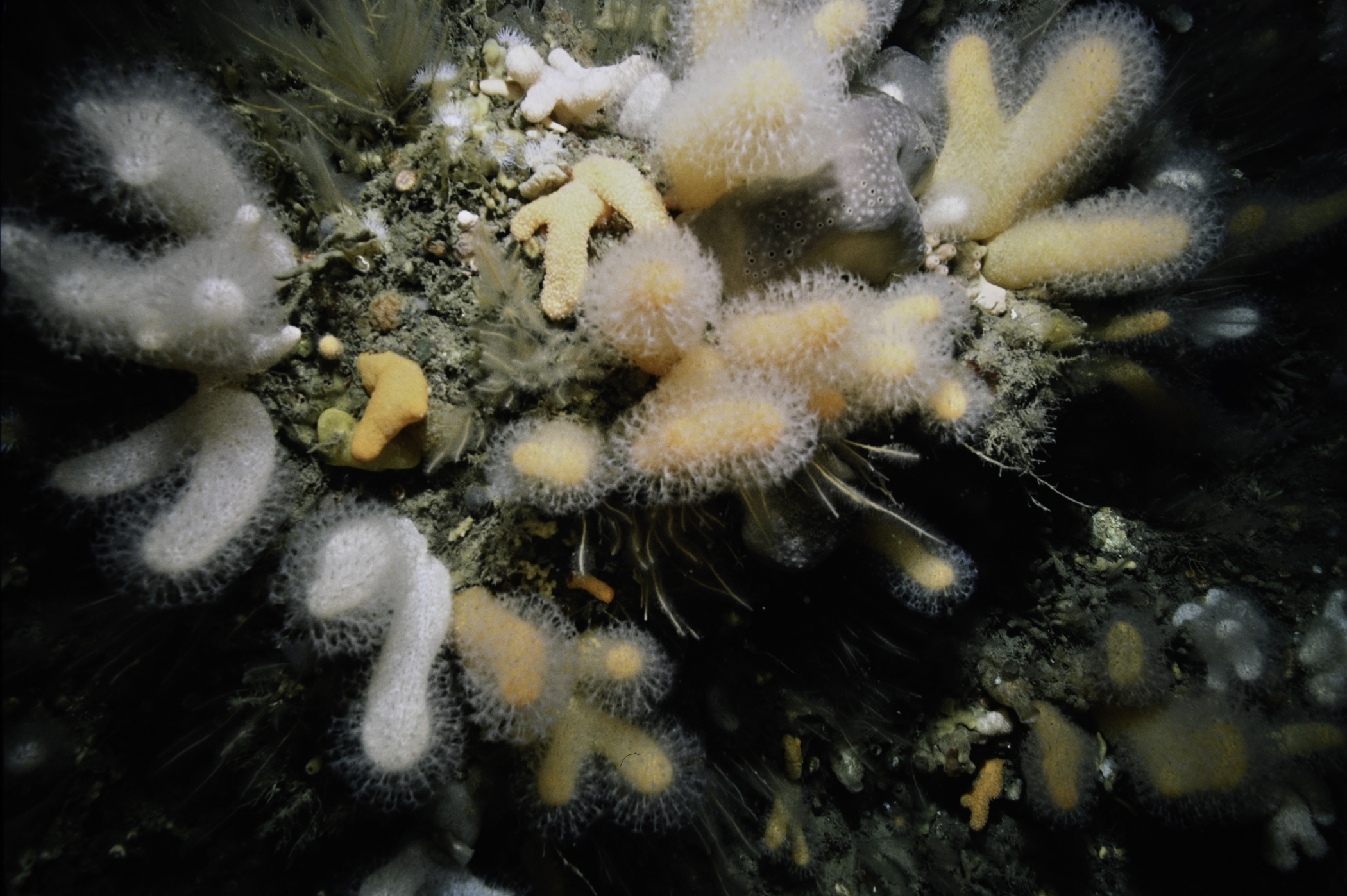 Alcyonium digitatum, Nemertesia antennina, Nemertesia ramosa. Site: Ruecallan, Rathlin Island. 