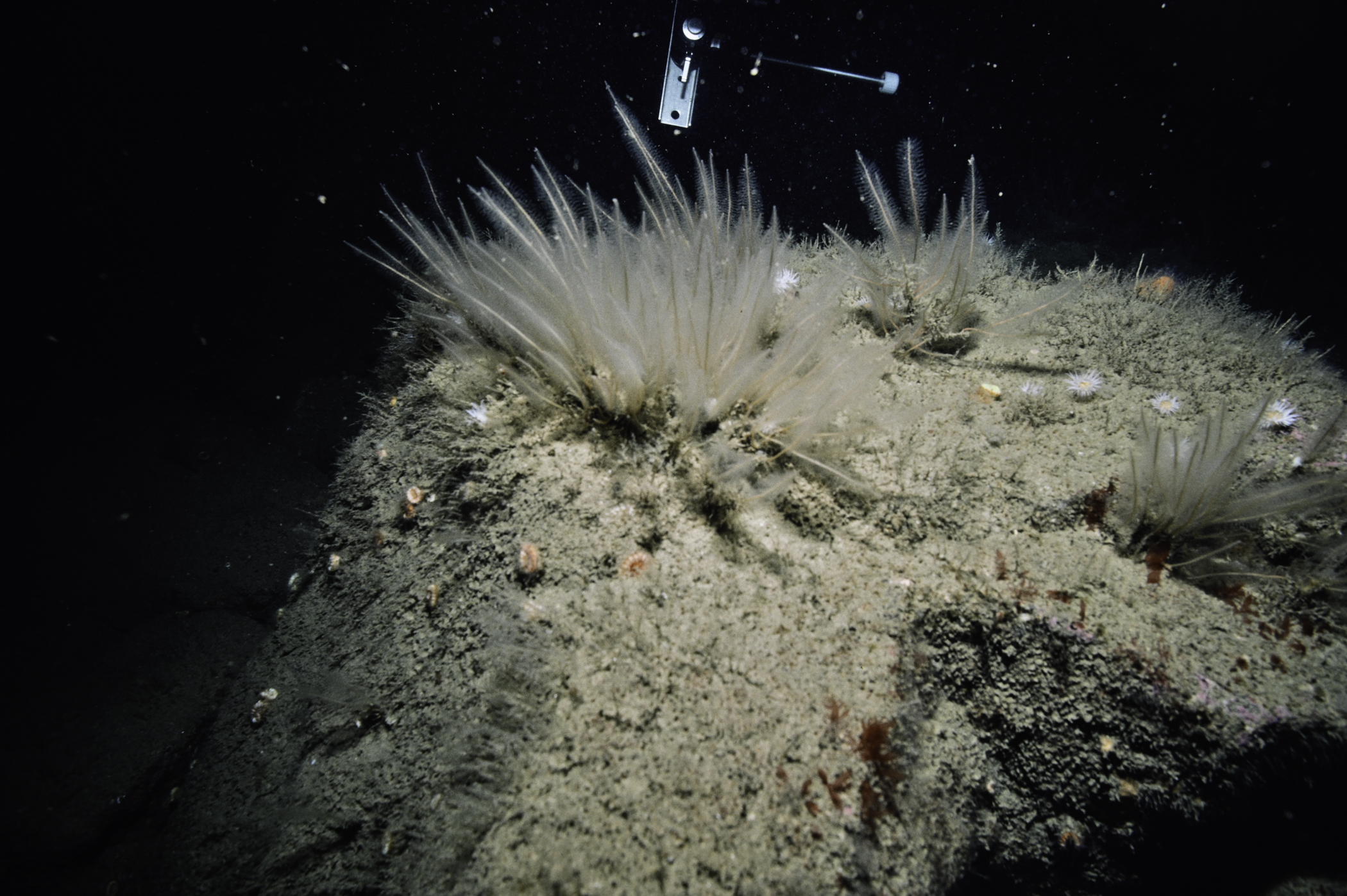 Nemertesia antennina. Site: Ruecallan, Rathlin Island. 