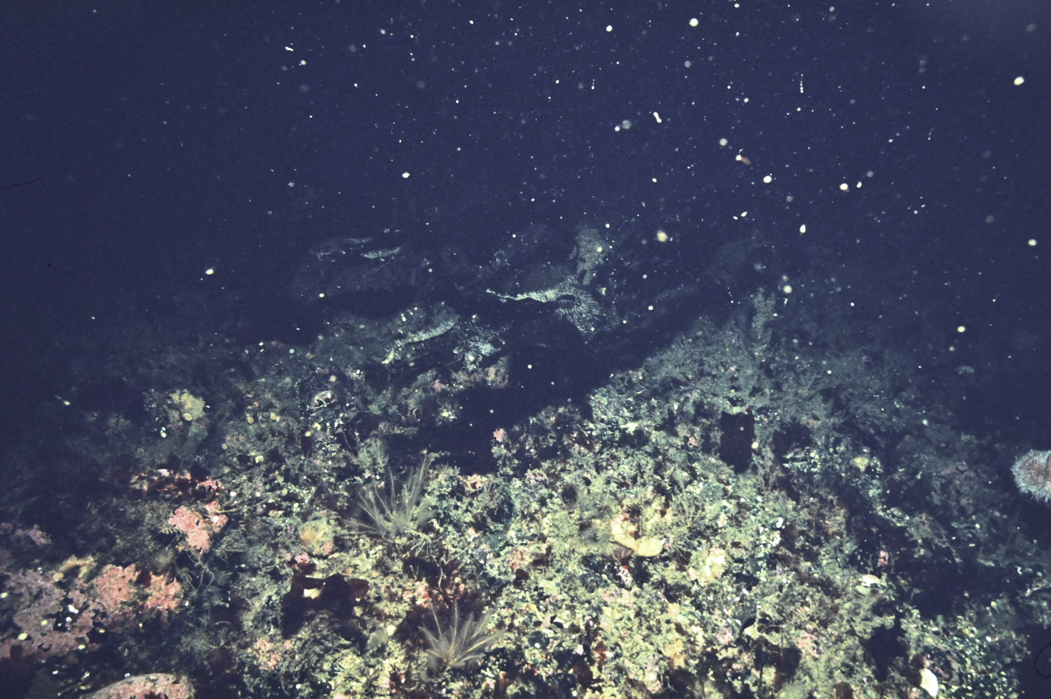 Nemertesia antennina. Site: Church Bay, Rathlin Island. 