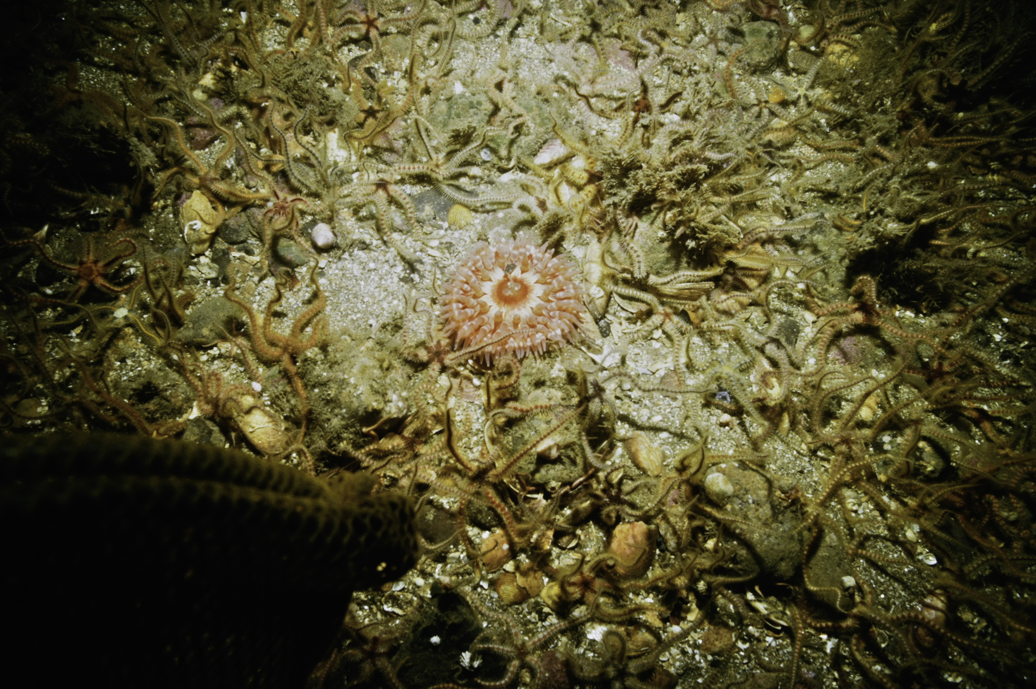 Urticina eques, Ophiothrix fragilis. Site: SE Copeland Islands. 