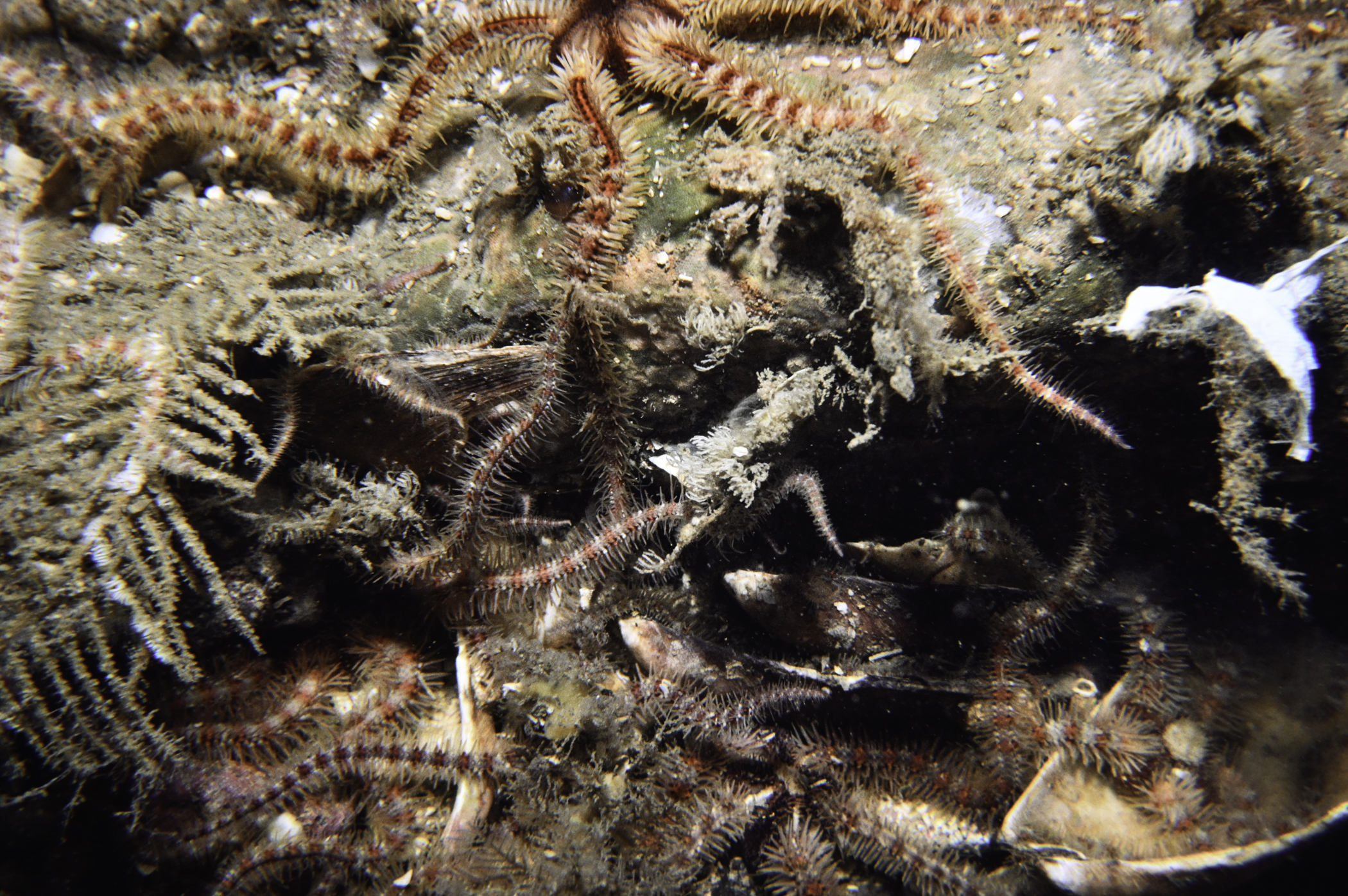 Ophiothrix fragilis. Site: SE Copeland Islands. 