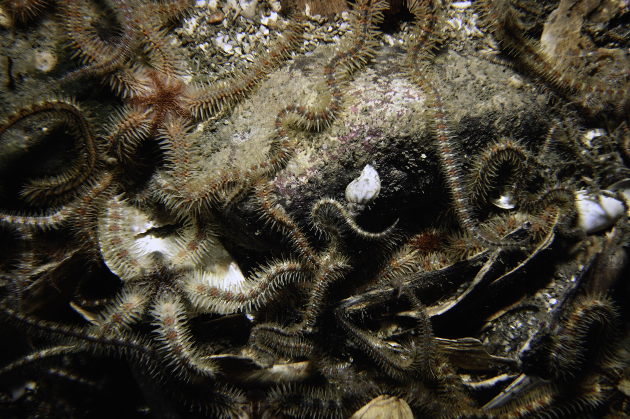Ophiothrix fragilis. Site: SE Copeland Islands. 