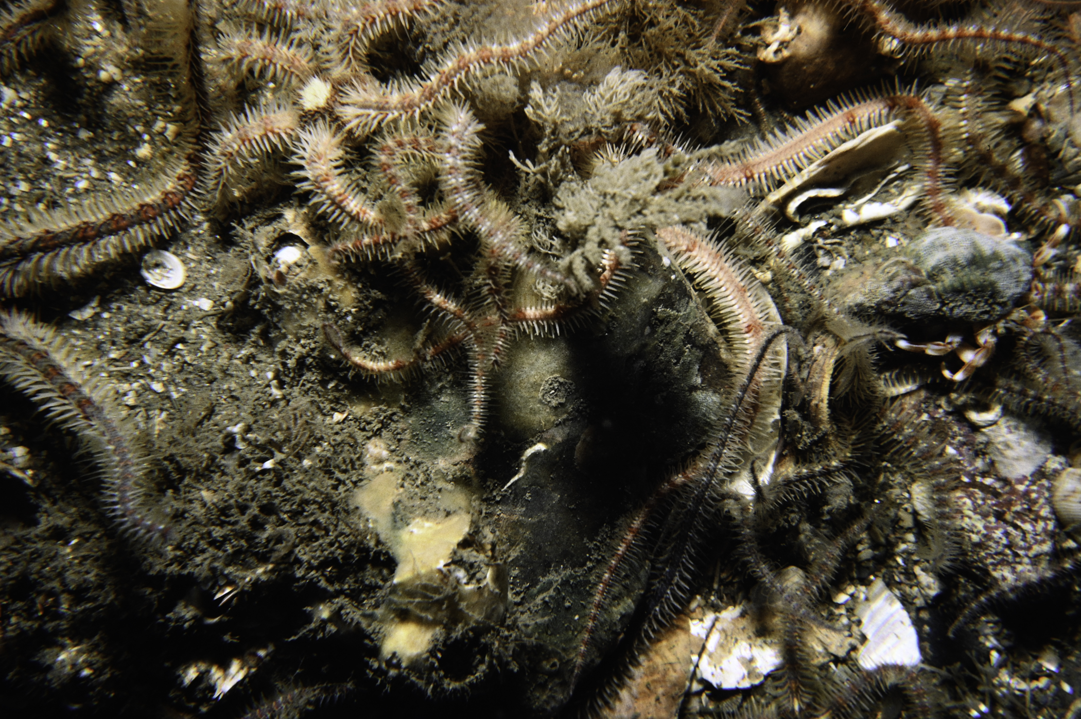Ophiothrix fragilis. Site: SE Copeland Islands. 