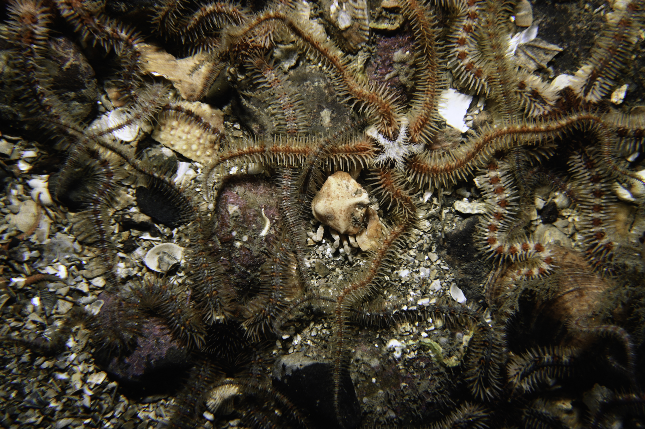 Ophiothrix fragilis, Ebalia tuberosa. Site: SE Copeland Islands. 