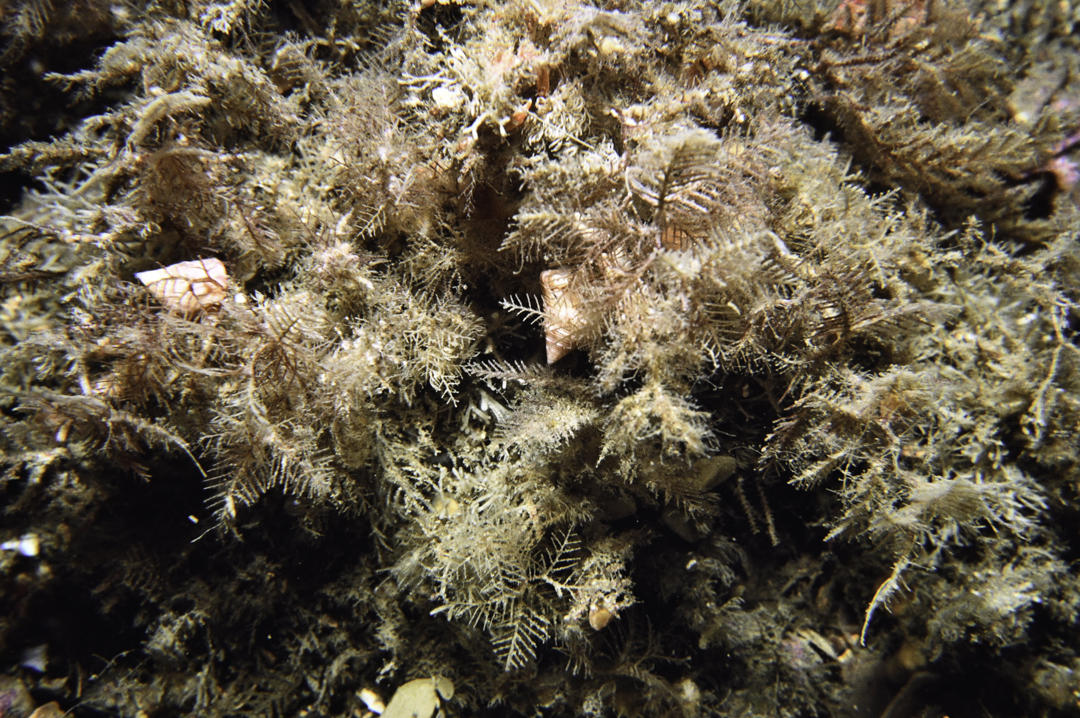 Hydrallmania falcata. Site: Gavney Shoals, Copeland Sound. 