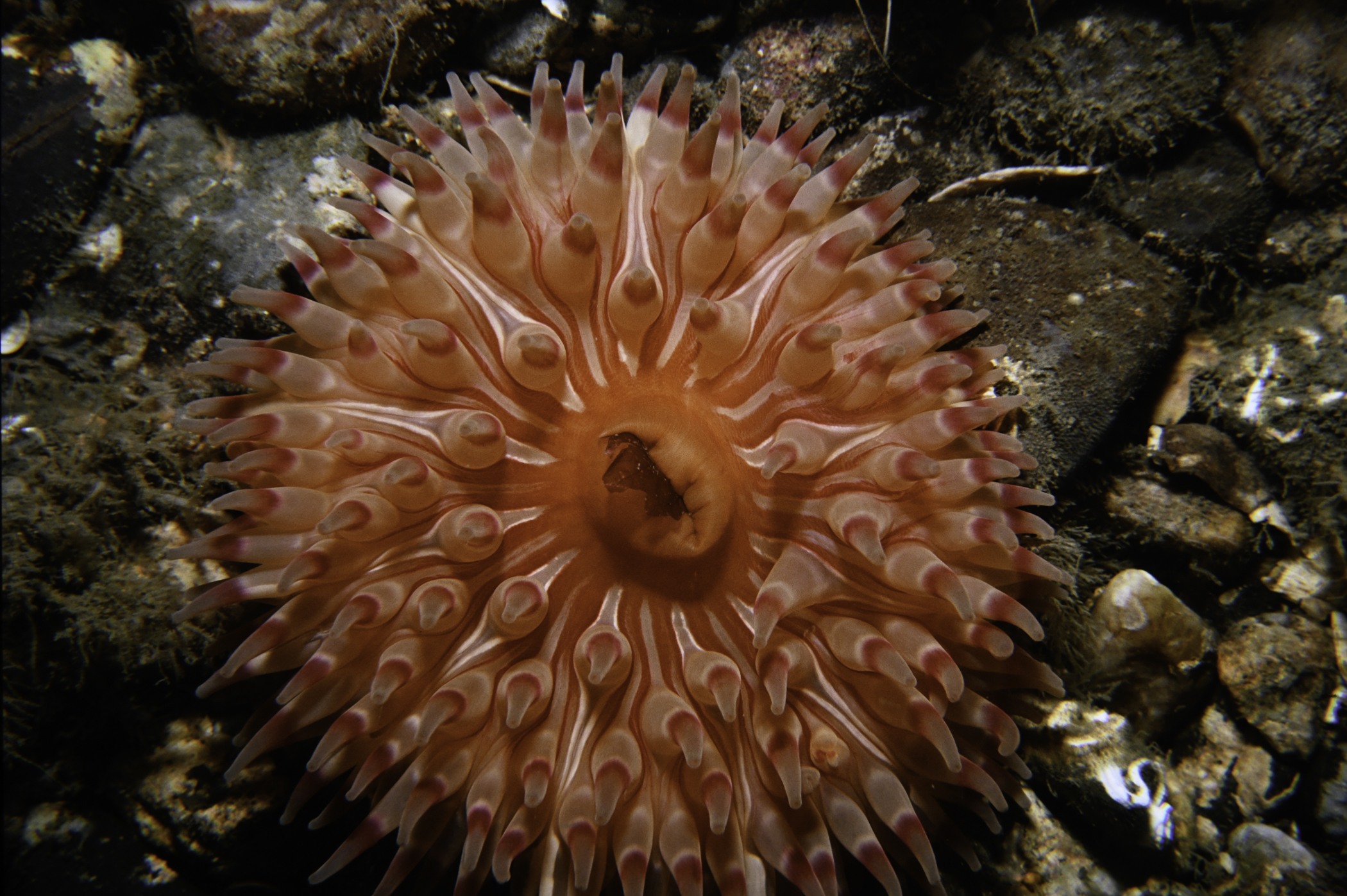 Urticina eques. Site: Gavney Shoals, Copeland Sound. 