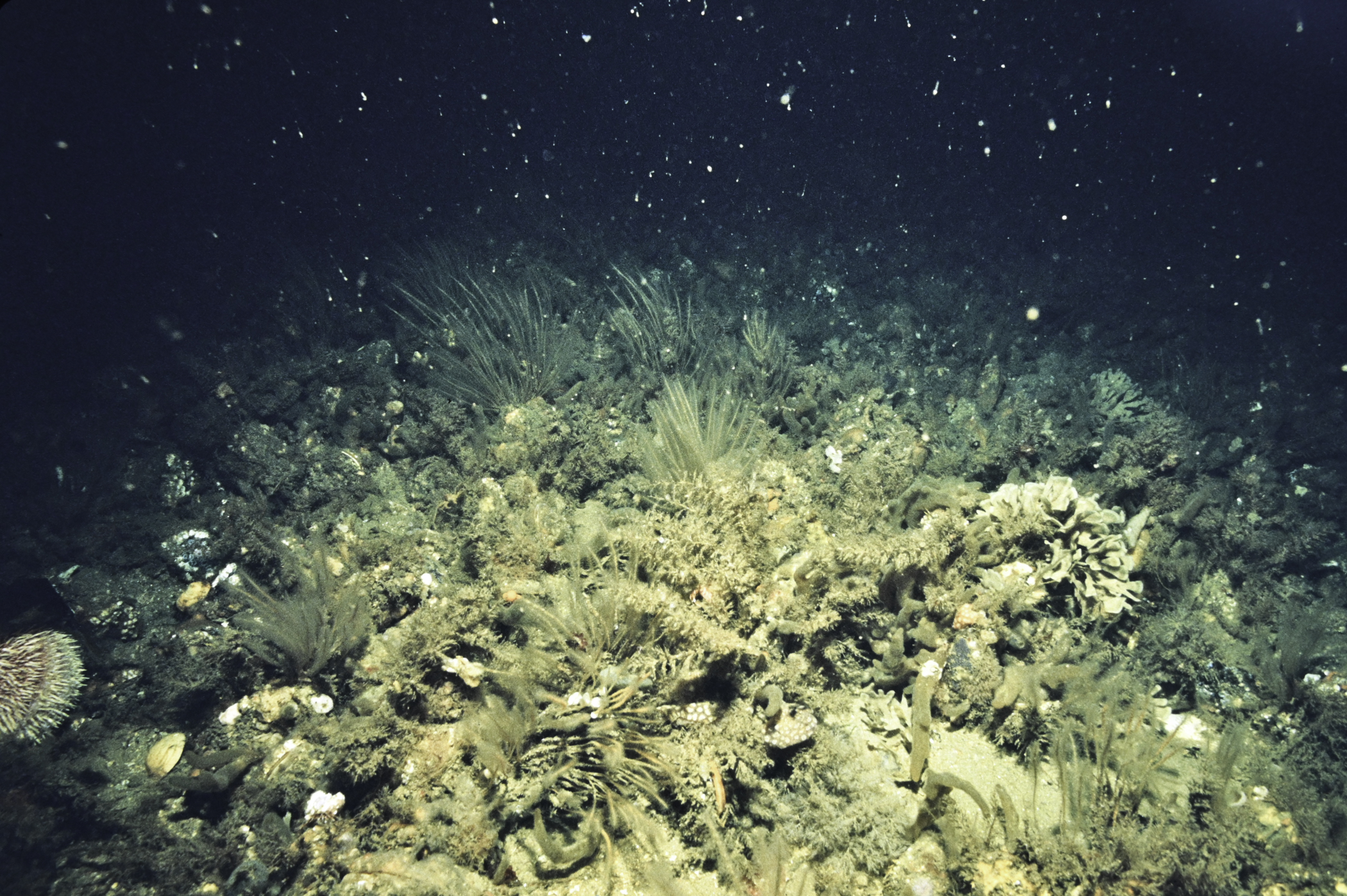Nemertesia antennina, Modiolus modiolus, Botryllus</i> sp.<i>. Site: Skerries Roadstead, Portrush. 