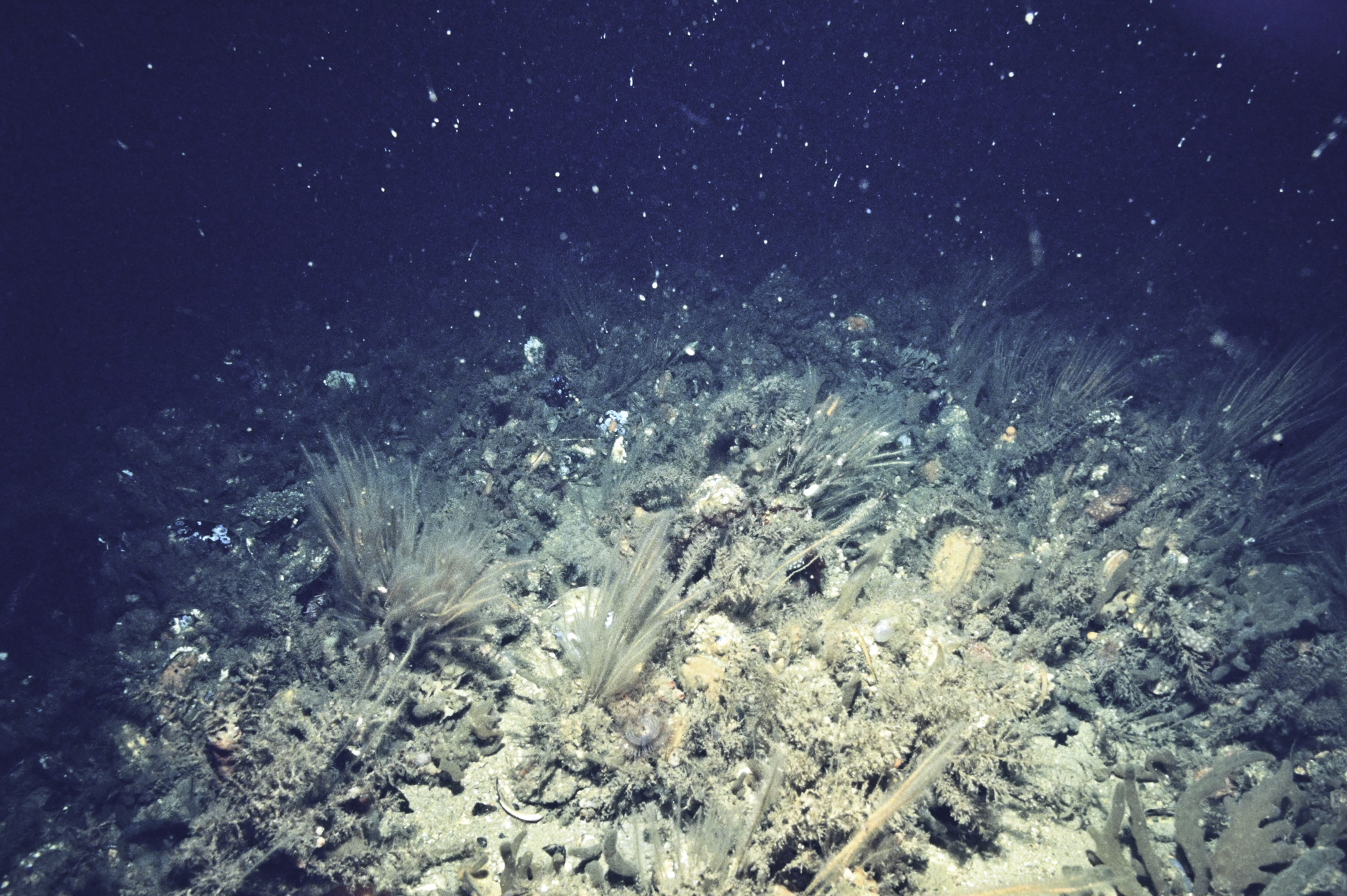 Nemertesia antennina, Modiolus modiolus. Site: Skerries Roadstead, Portrush. 