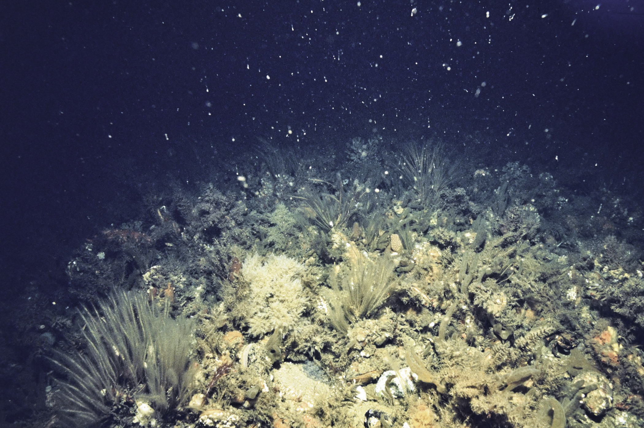 Nemertesia antennina, Modiolus modiolus, Vesicularia spinosa. Site: Skerries Roadstead, Portrush. 