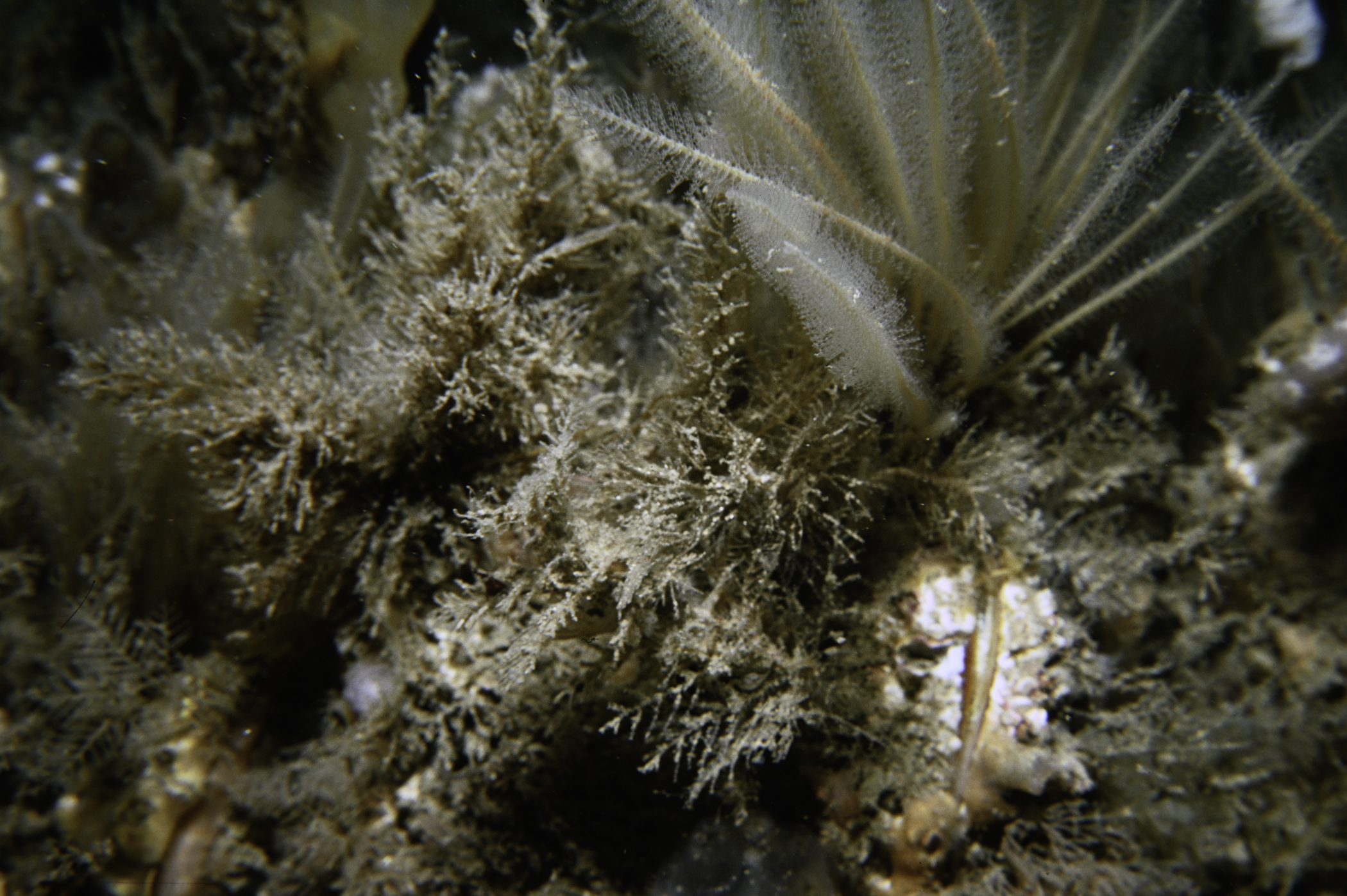 Nemertesia antennina, Modiolus modiolus, Vesicularia spinosa. Site: Skerries Roadstead, Portrush. 