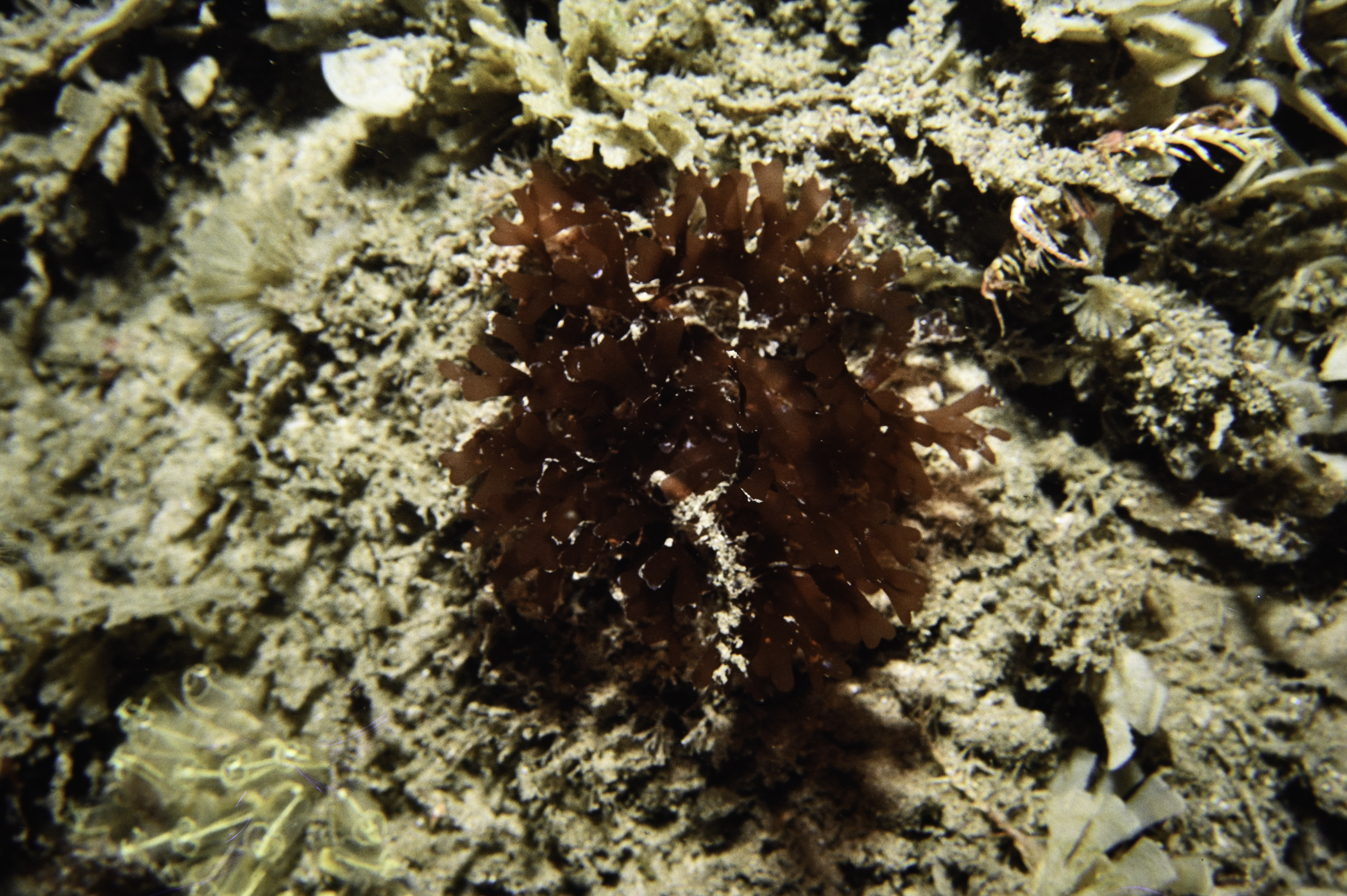 RHODOPHYCOTA</i> sp.<i>. Site: W Ramore Head, Portrush. 