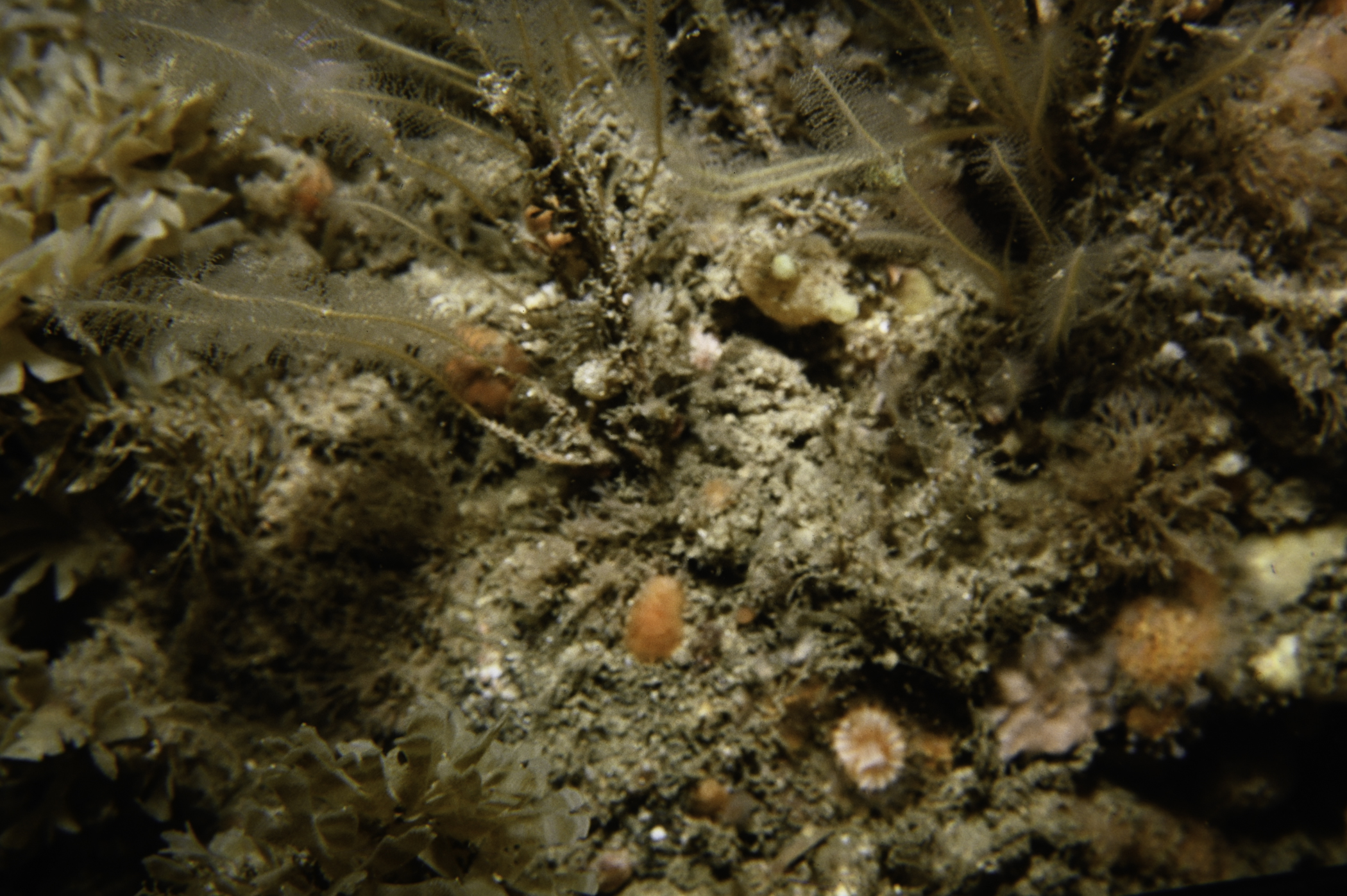 Nemertesia antennina. Site: Broad Sound, Skerries, Portrush. 