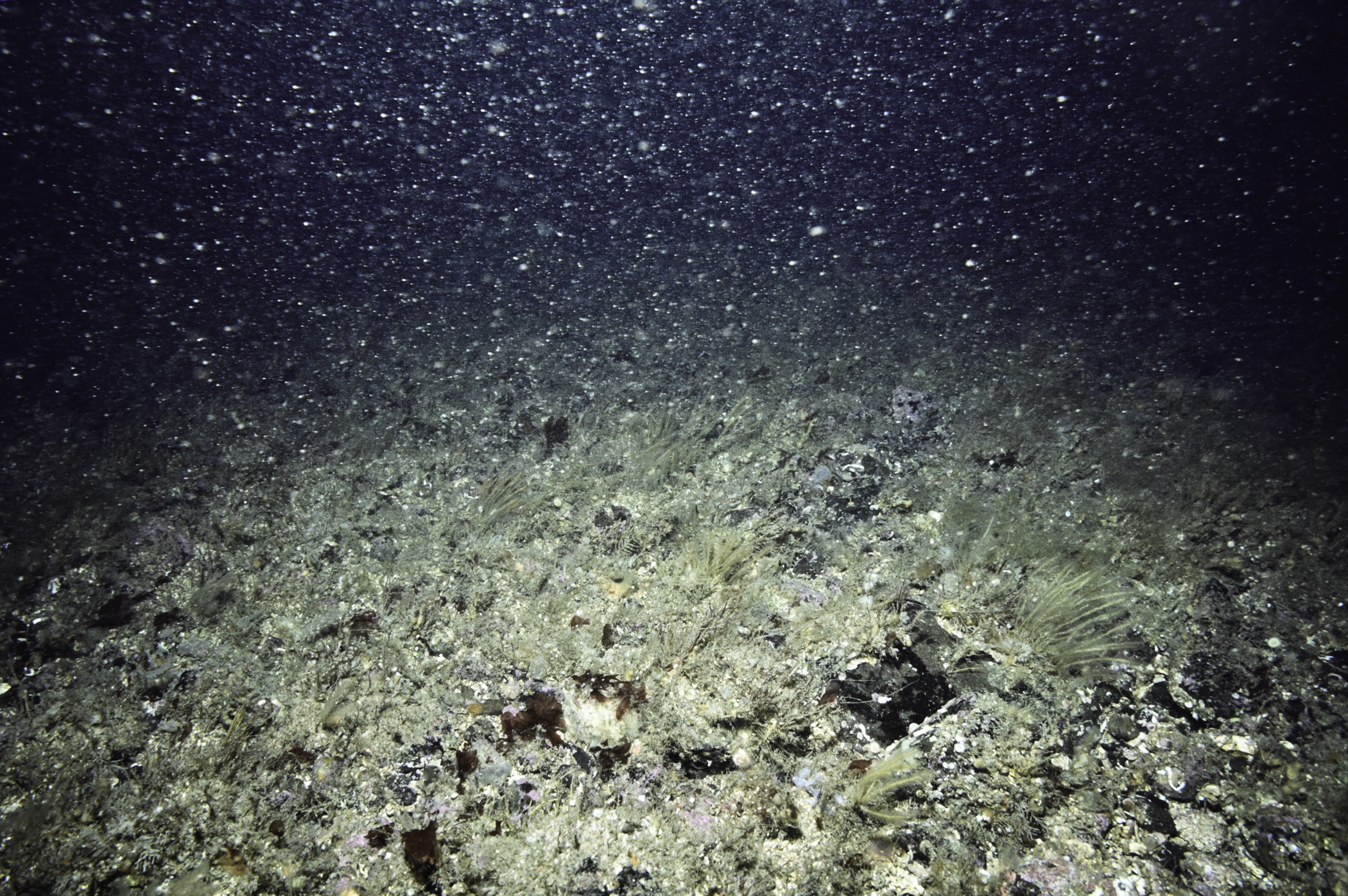 Nemertesia antennina. Site: S Bull Point, Rathlin Island. 