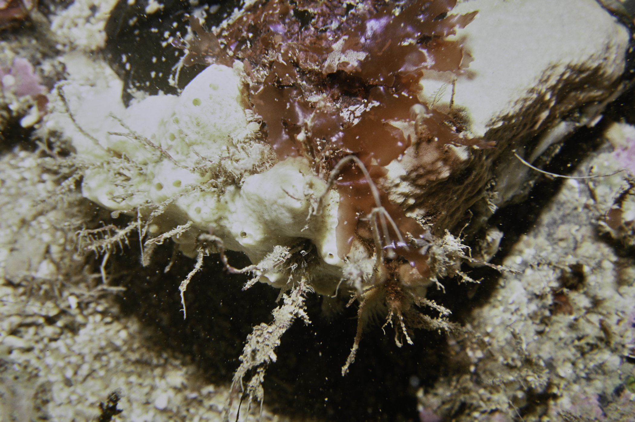 Myxilla incrustans. Site: S Bull Point, Rathlin Island. 