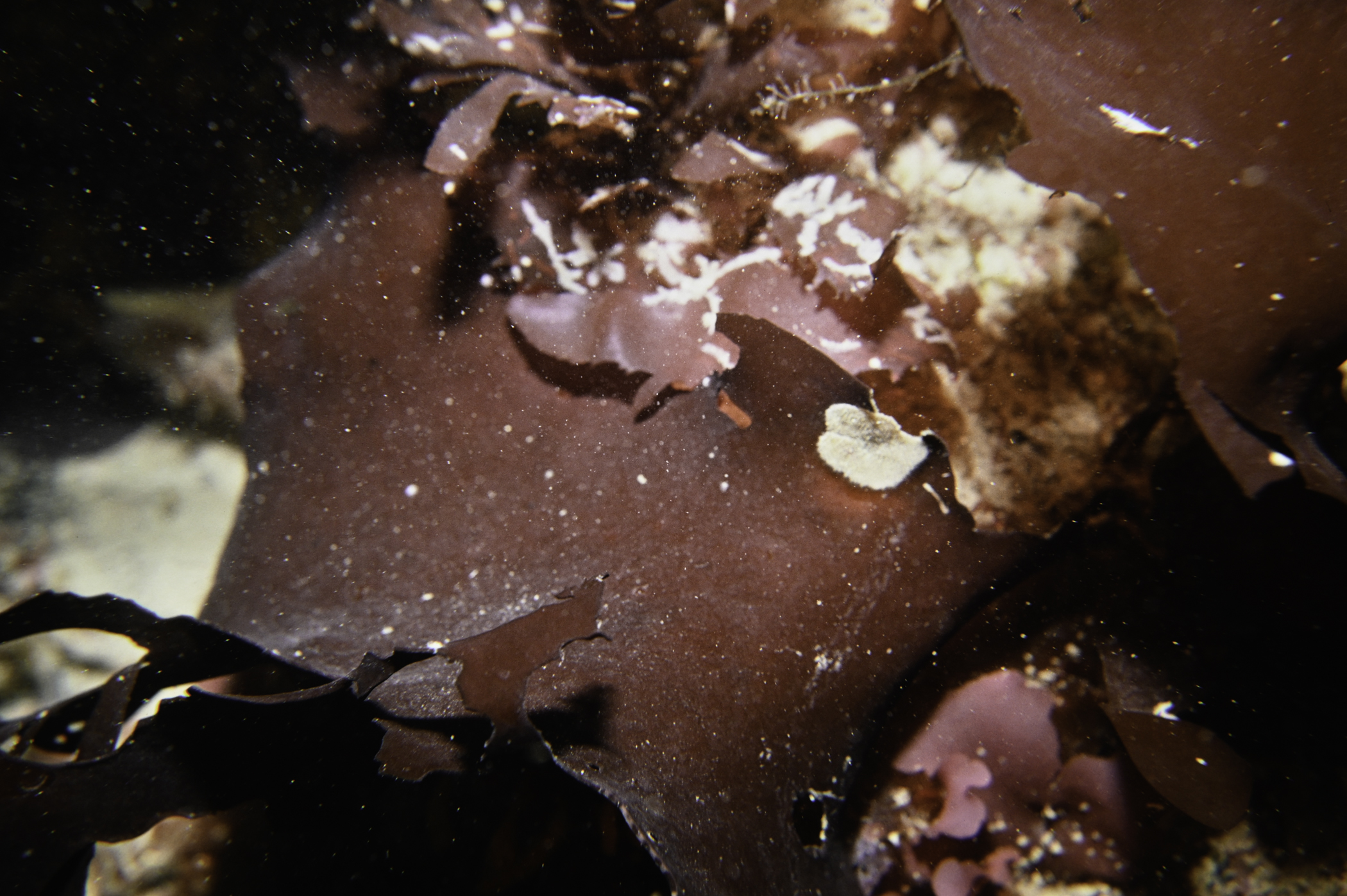 Dilsea carnosa. Site: W Church Bay, Rathlin Island. 