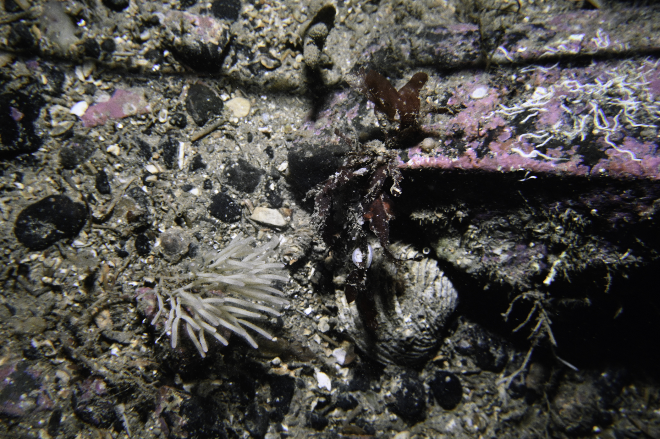 Cellaria sinuosa. Site: SE Doon Point, Rathlin Island. 