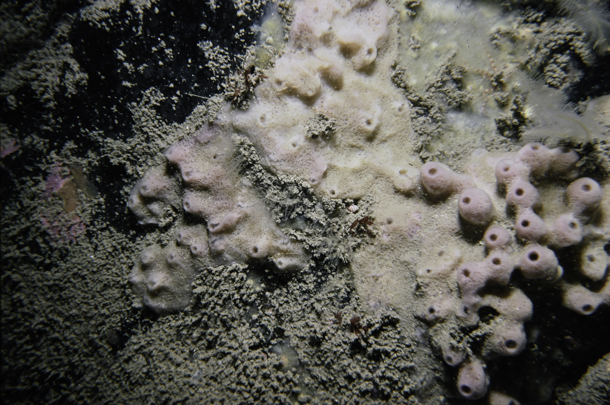 Haliclona viscosa. Site: N of Otter Rock, Gid Point. 