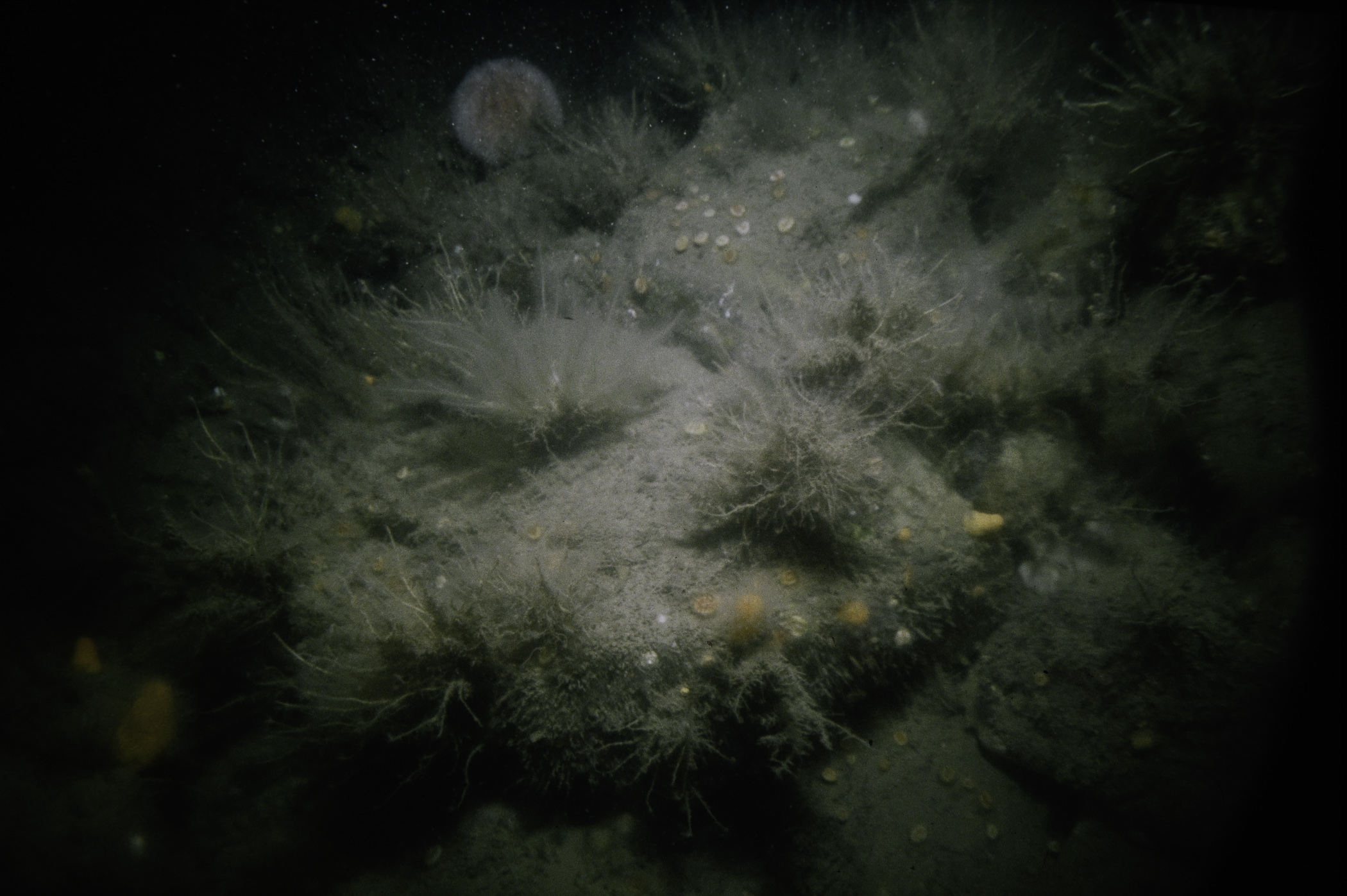 Alcyonium digitatum, Caryophyllia smithii, Tubularia indivisa, Nemertesia antennina, Echinus esculentus. Site: Altachuile Bay, Rathlin Is. 