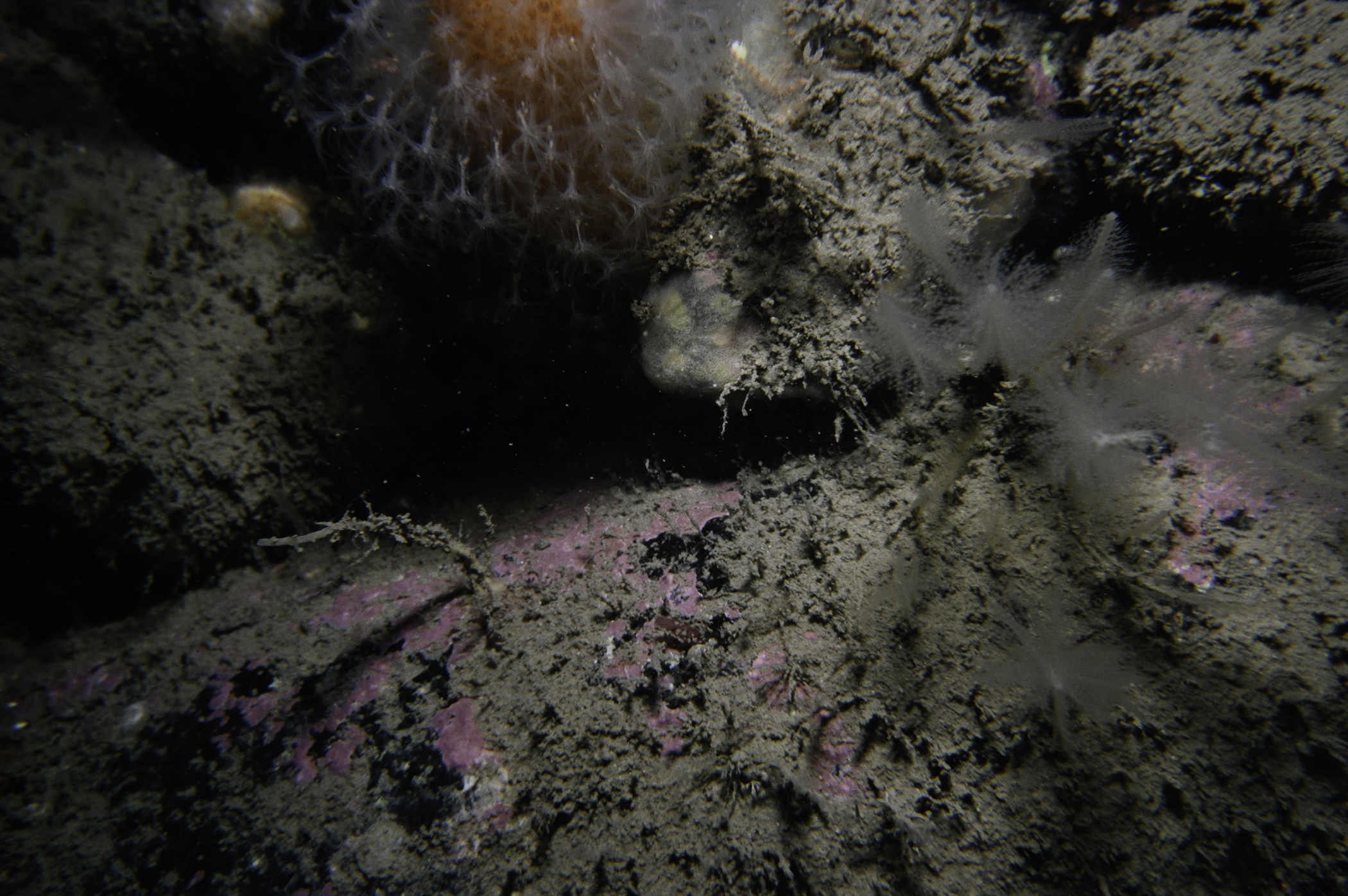 Alcyonium digitatum, Nemertesia antennina. Site: Altachuile Bay, Rathlin Is. 