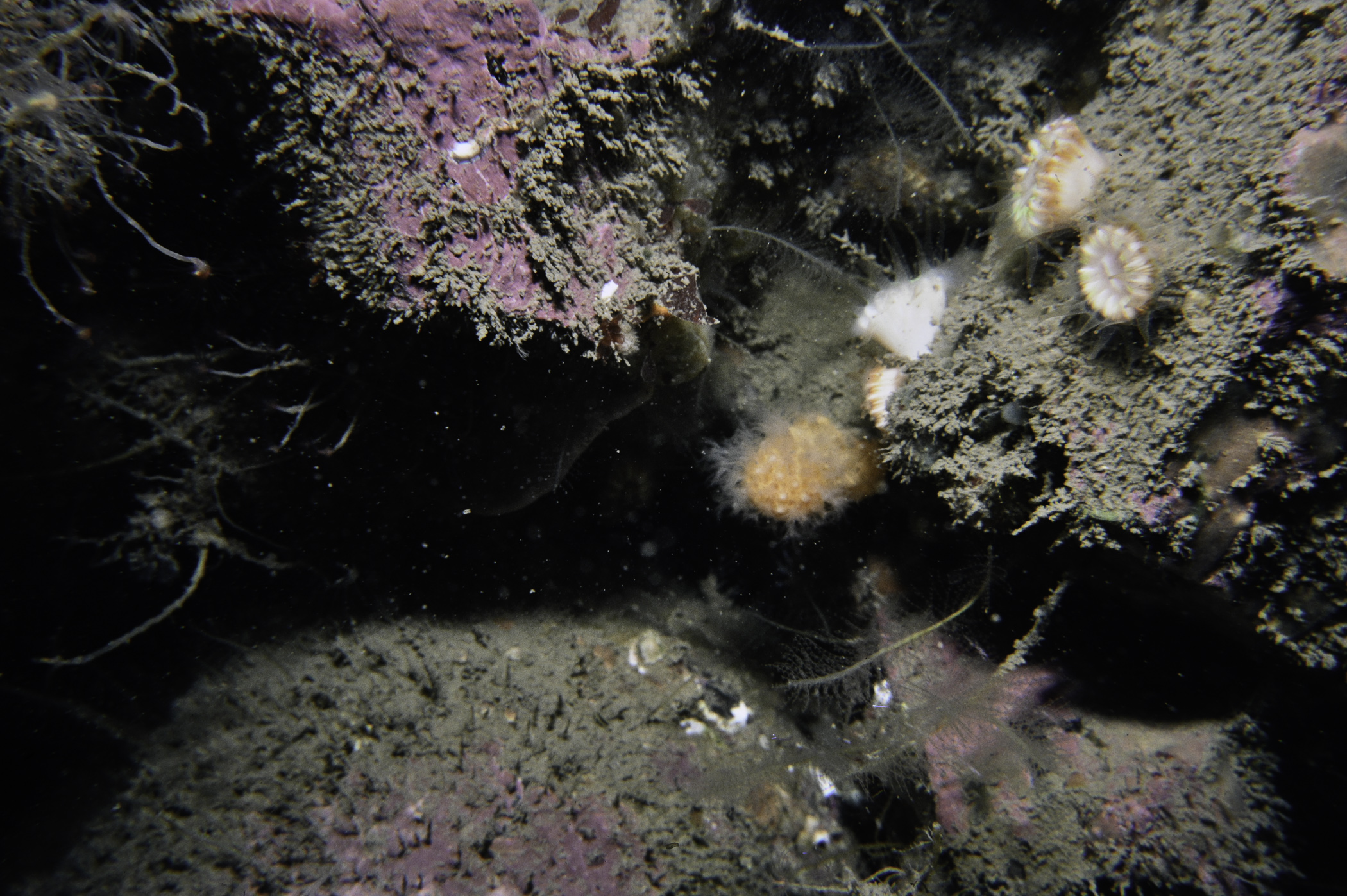Alcyonium digitatum, Caryophyllia smithii, Nemertesia antennina. Site: Altachuile Bay, Rathlin Is. 